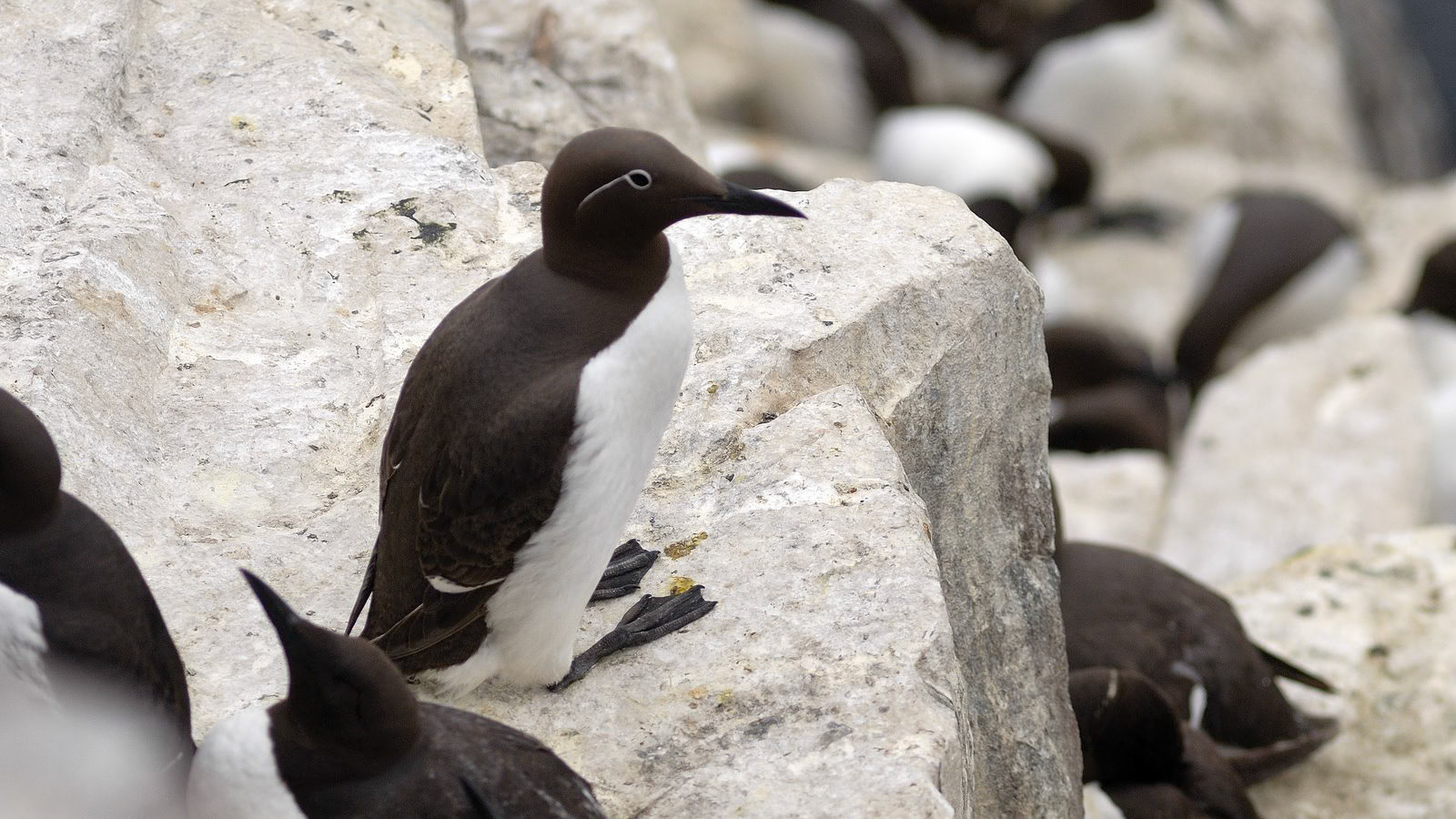 | Common guillemot (Uria aalge) | Farne Islands | Northumbria | United Kingdom |