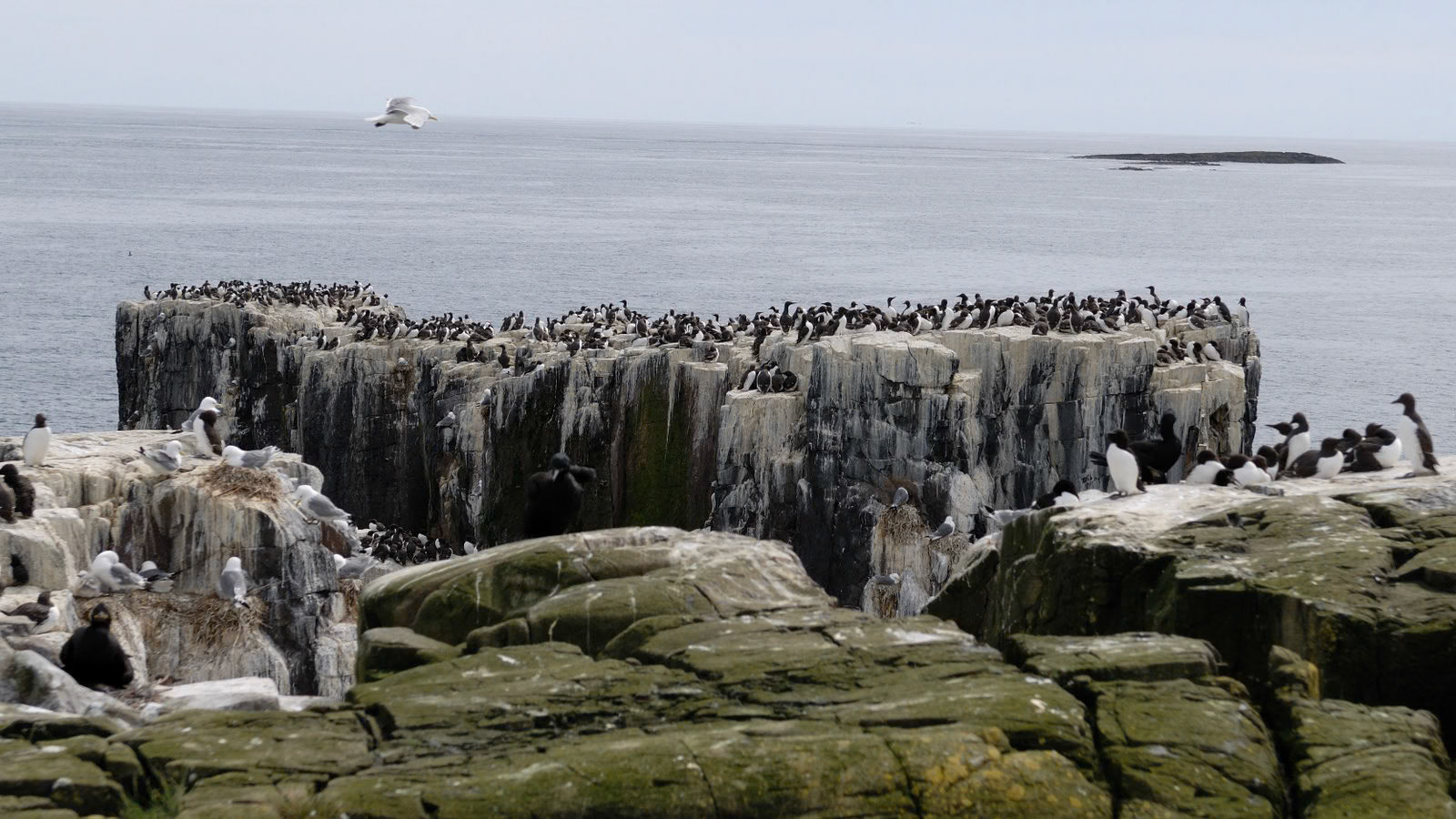 | Farne Islands | Northumbria | United Kingdom |