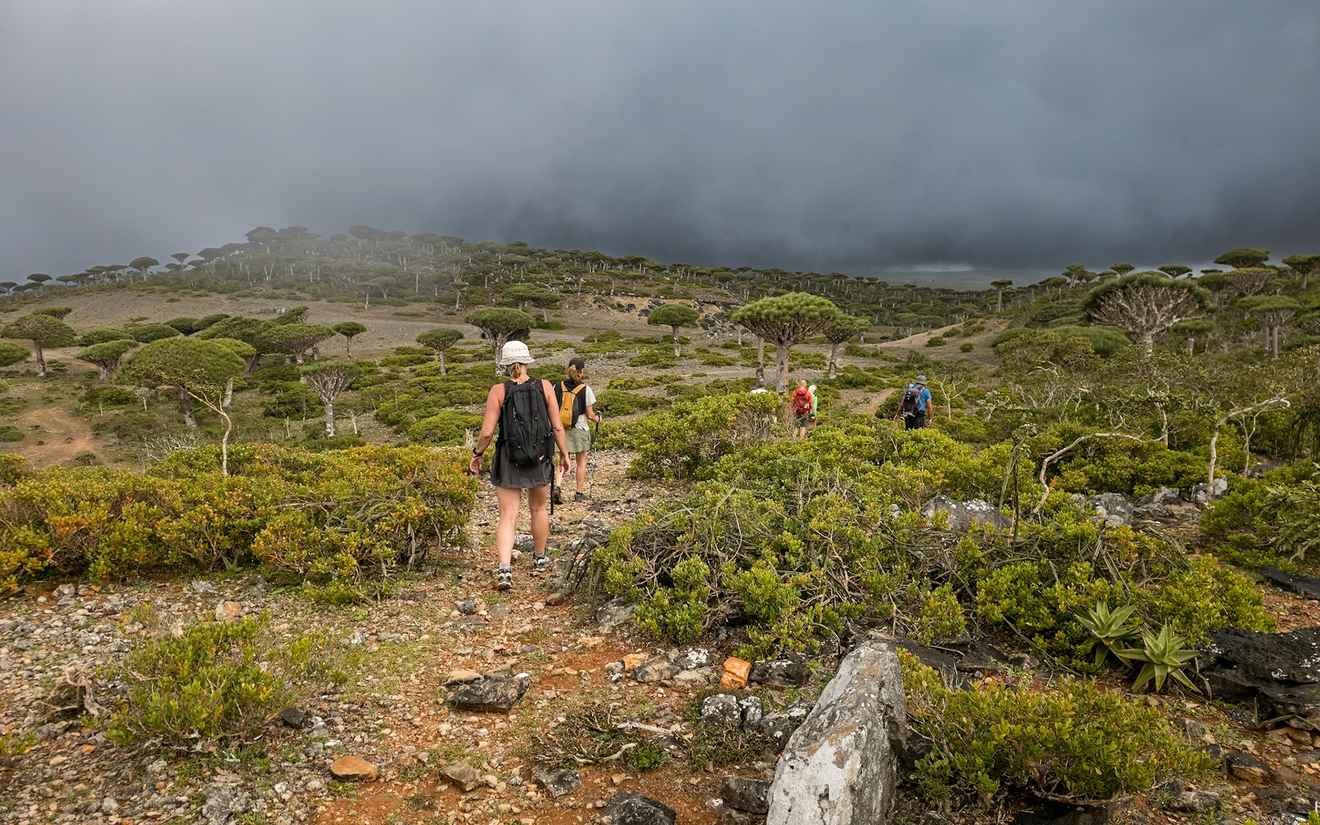 Firmihin Dragon Blood Tree Forest