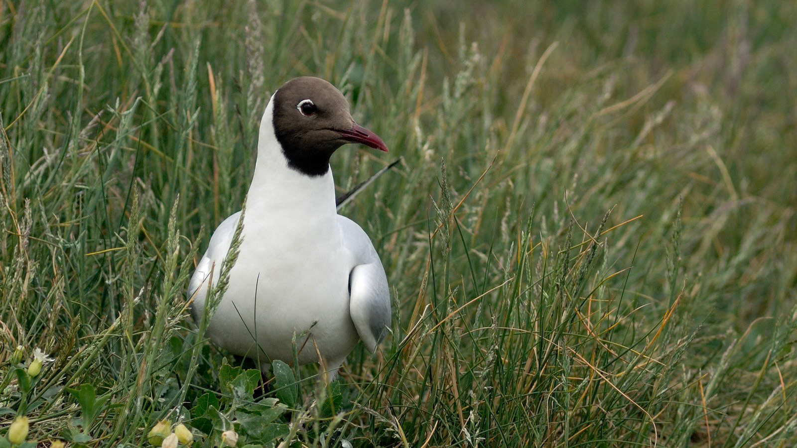 | Farne Islands | Northumbria | United Kingdom |