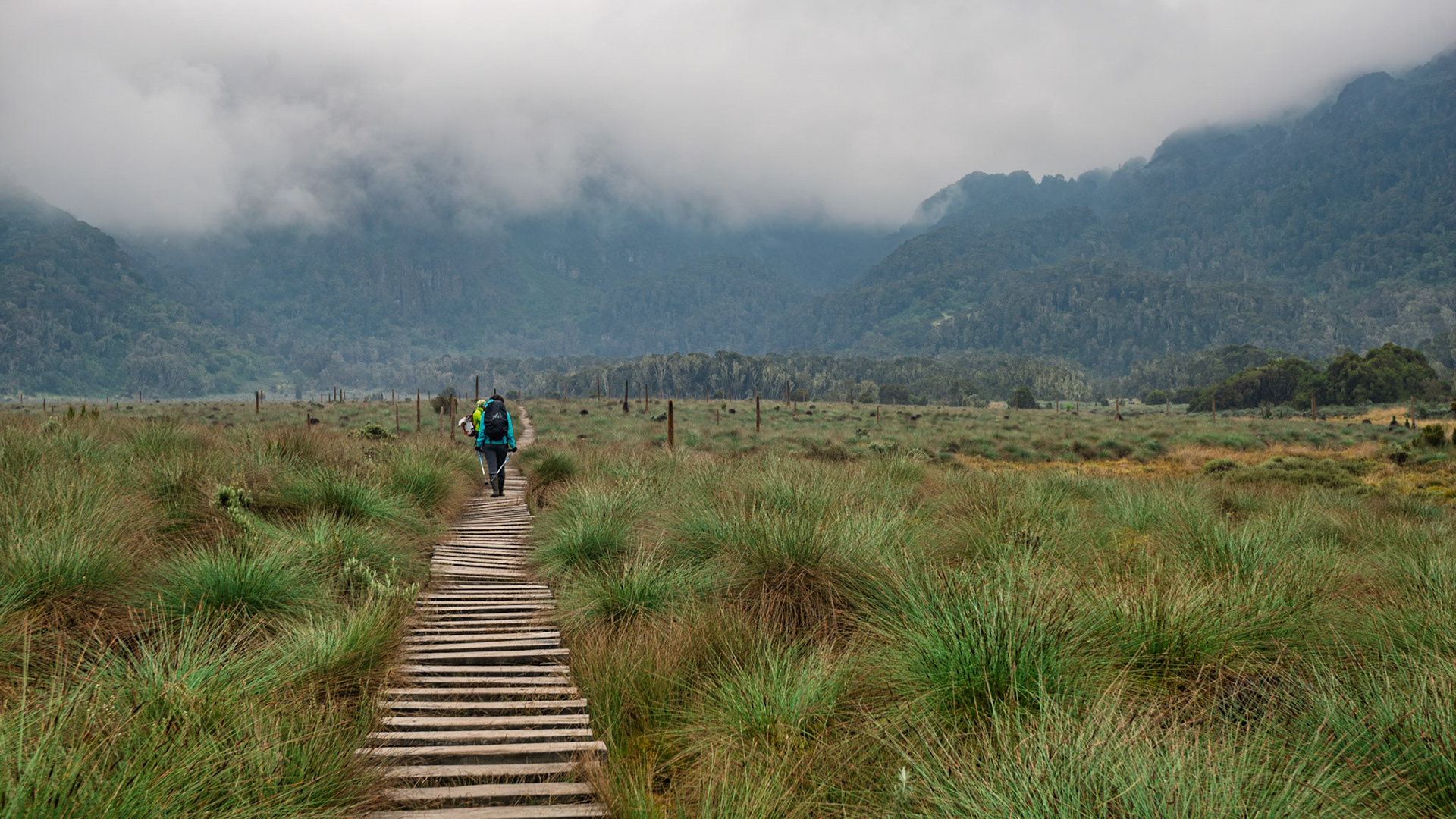 | Day 3. John Matte Hut (3.505 m) - Bujuku Hut (3.977 m) |  Rwenzori Mountains | Uganda | |  Rwenzori Mountains | Uganda |