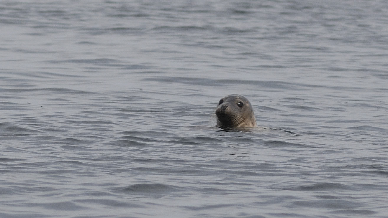 | Greay seal (Halichoerus grypus) | Farne Islands | Northumbria | United Kingdom |