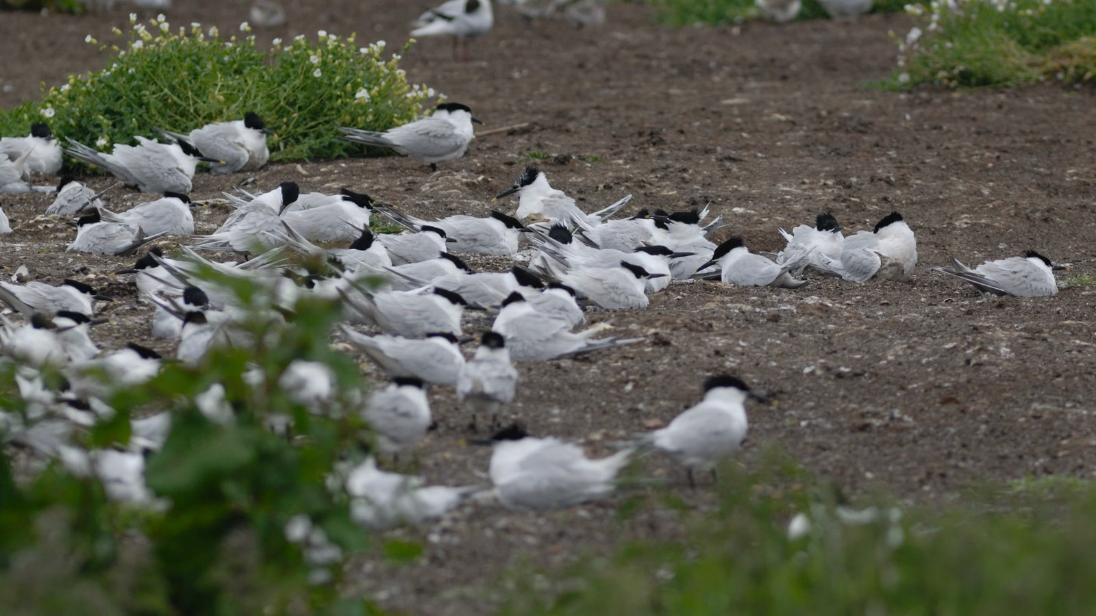 | Farne Islands | Northumbria | United Kingdom |