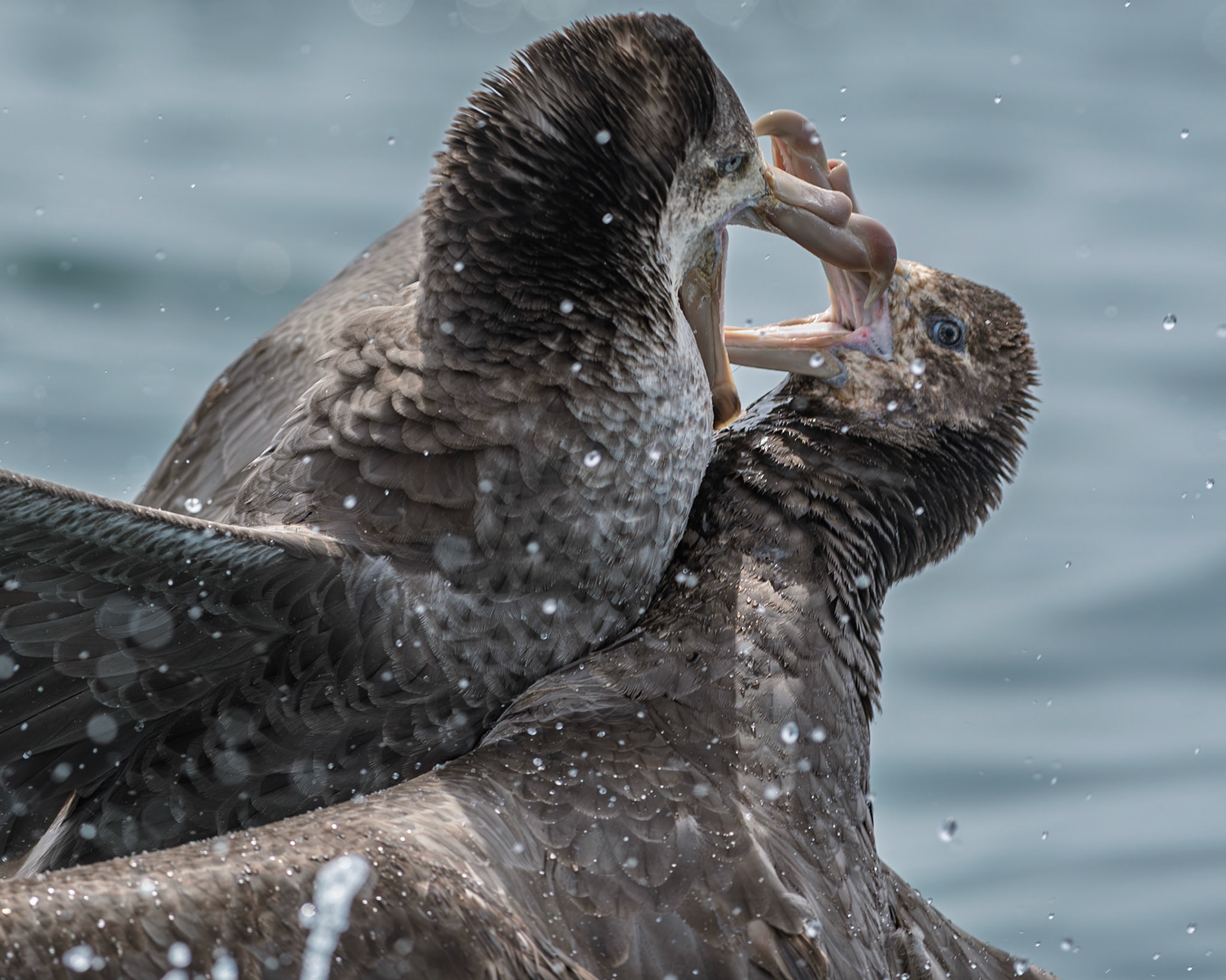 | Northern Giant Petrel, Pāngurunguru (Macronectes halli) | Kaikoura | South Island | New Zealand |