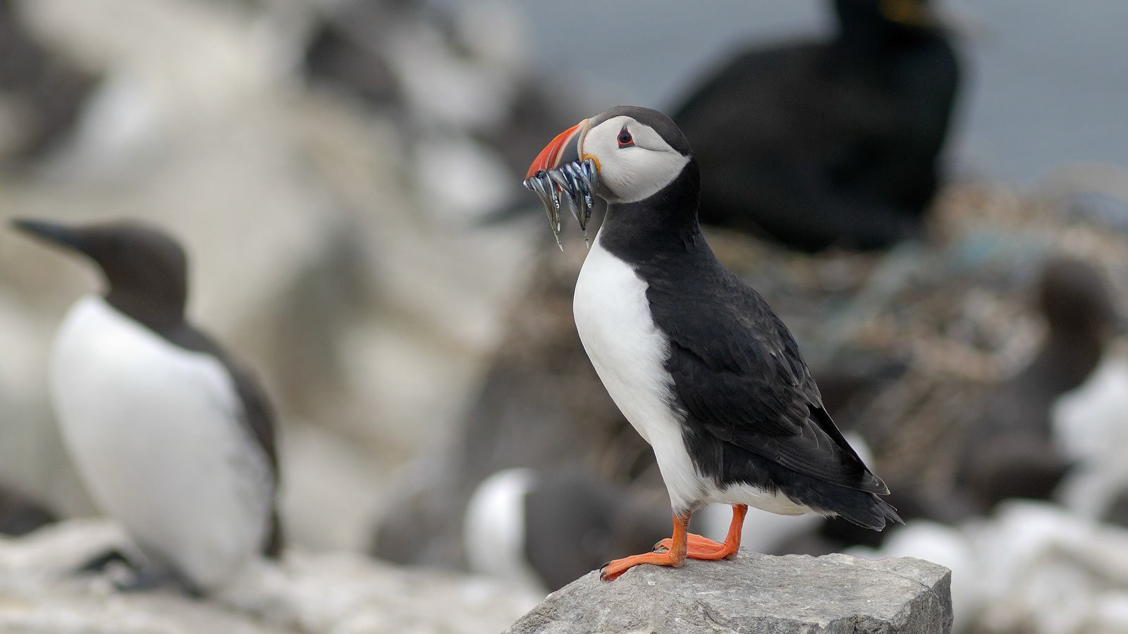 | Atlantic puffin (Fratercula arctica) | Farne Islands | Northumbria | United Kingdom |