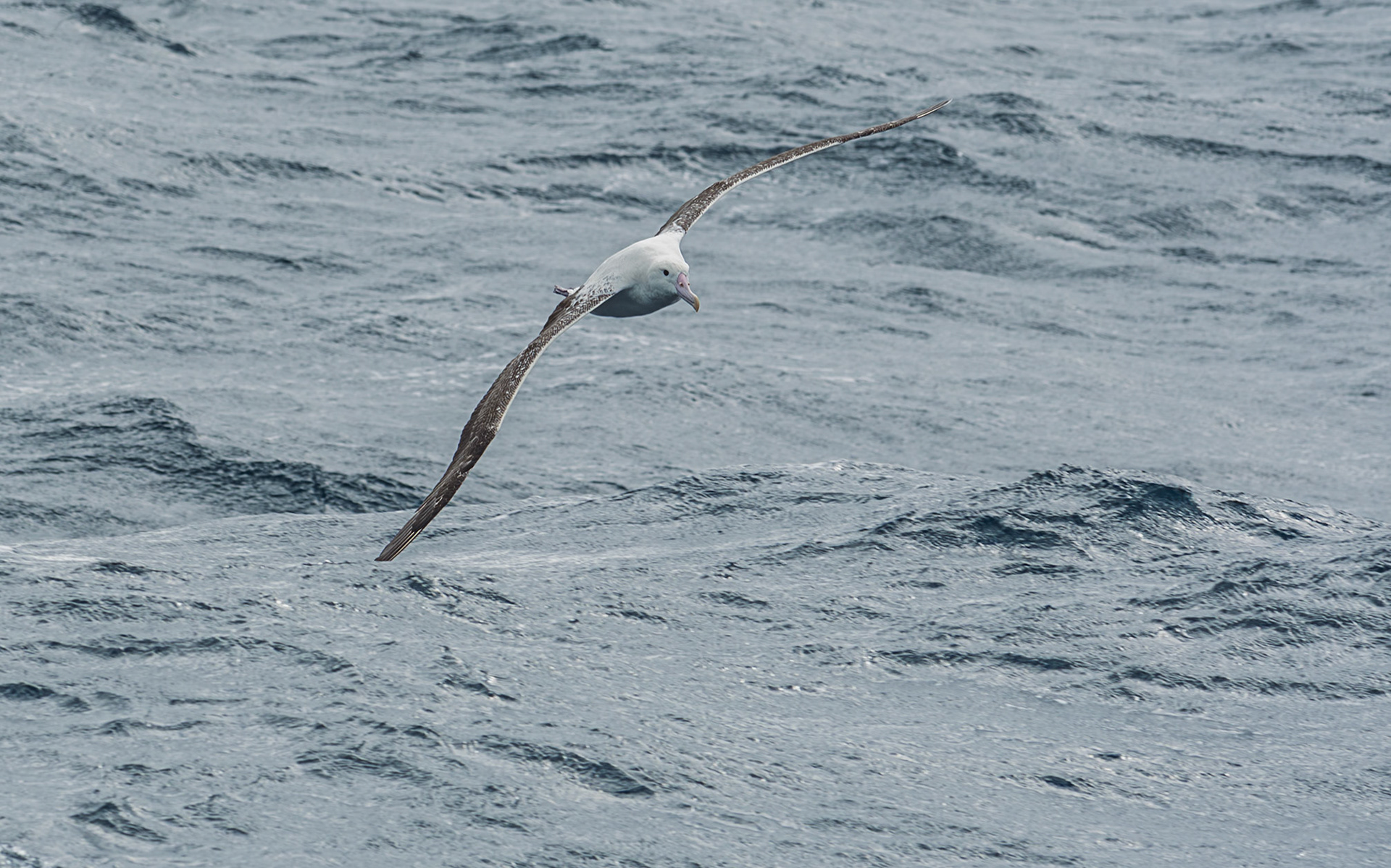 | Southern Royal Albatross, Tora (Diomedea epomophora) | Stuart Island / Rakiura | South Island | New Zealand |