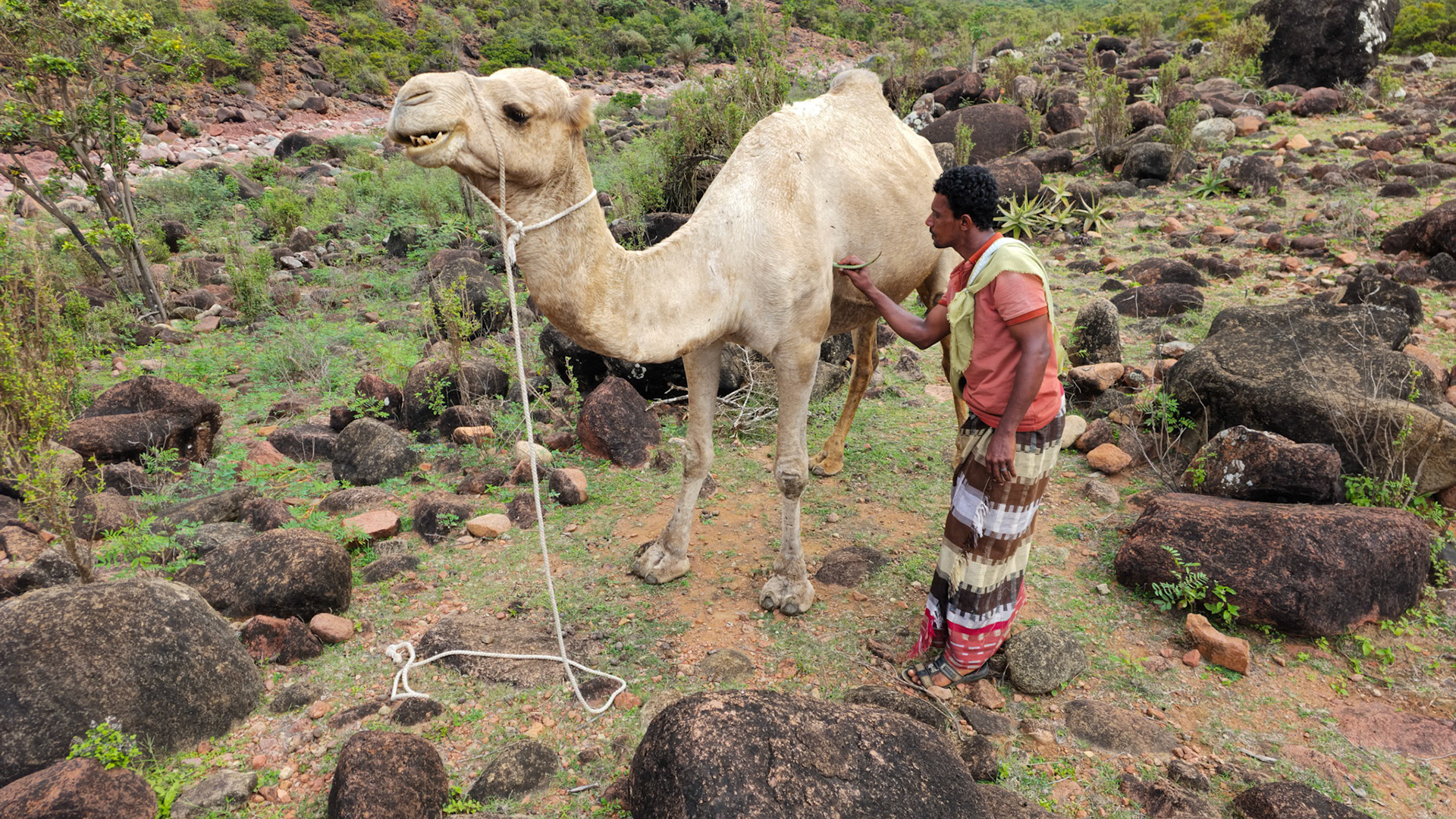 Using local herbs to take care of the camel's wounds caused by the tighened ropes.