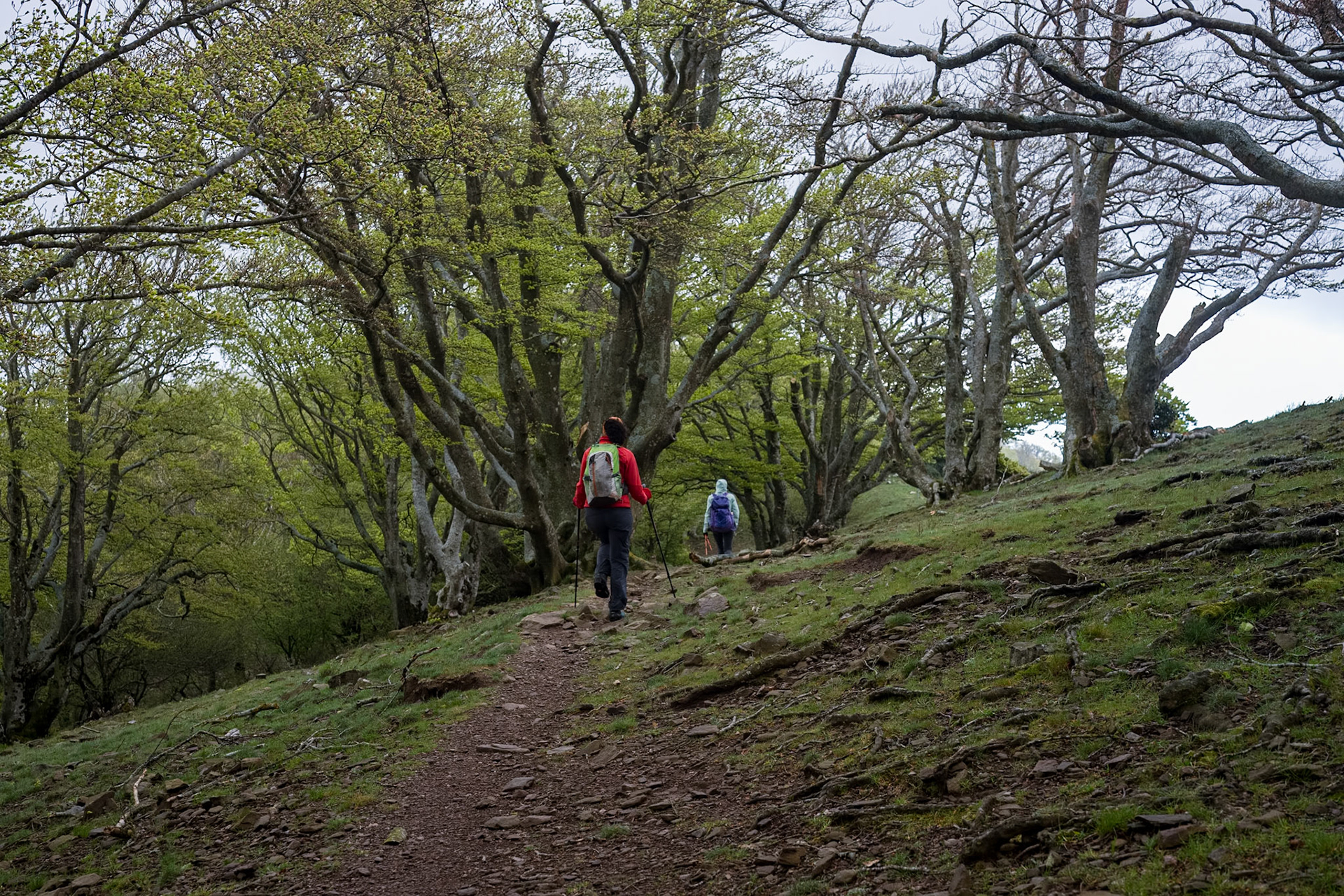 ARP 41.1. Coll de l'Ullat - Coll de Banyuls