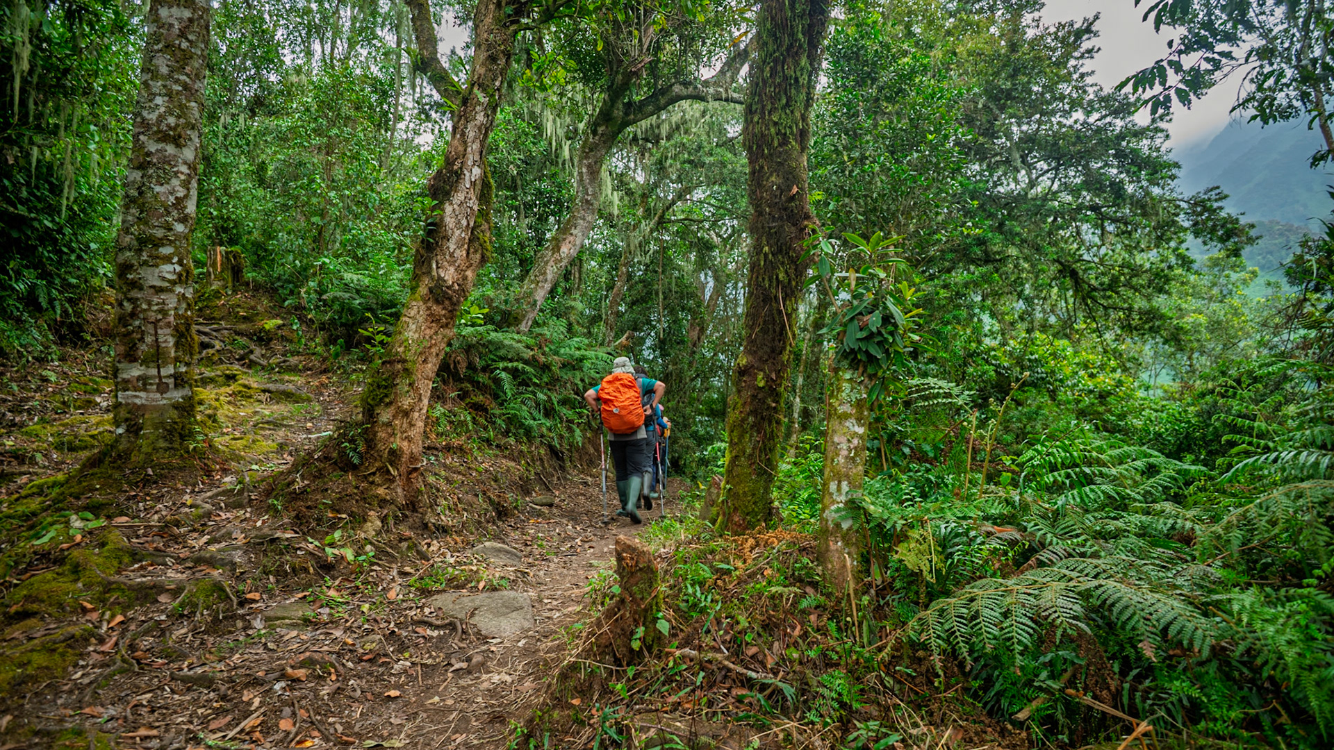 | Day 2. Nyabitabe Camp (2.651 m) - John Matte Hut (3.505 m) |  Rwenzori Mountains | Uganda | |  Rwenzori Mountains | Uganda |