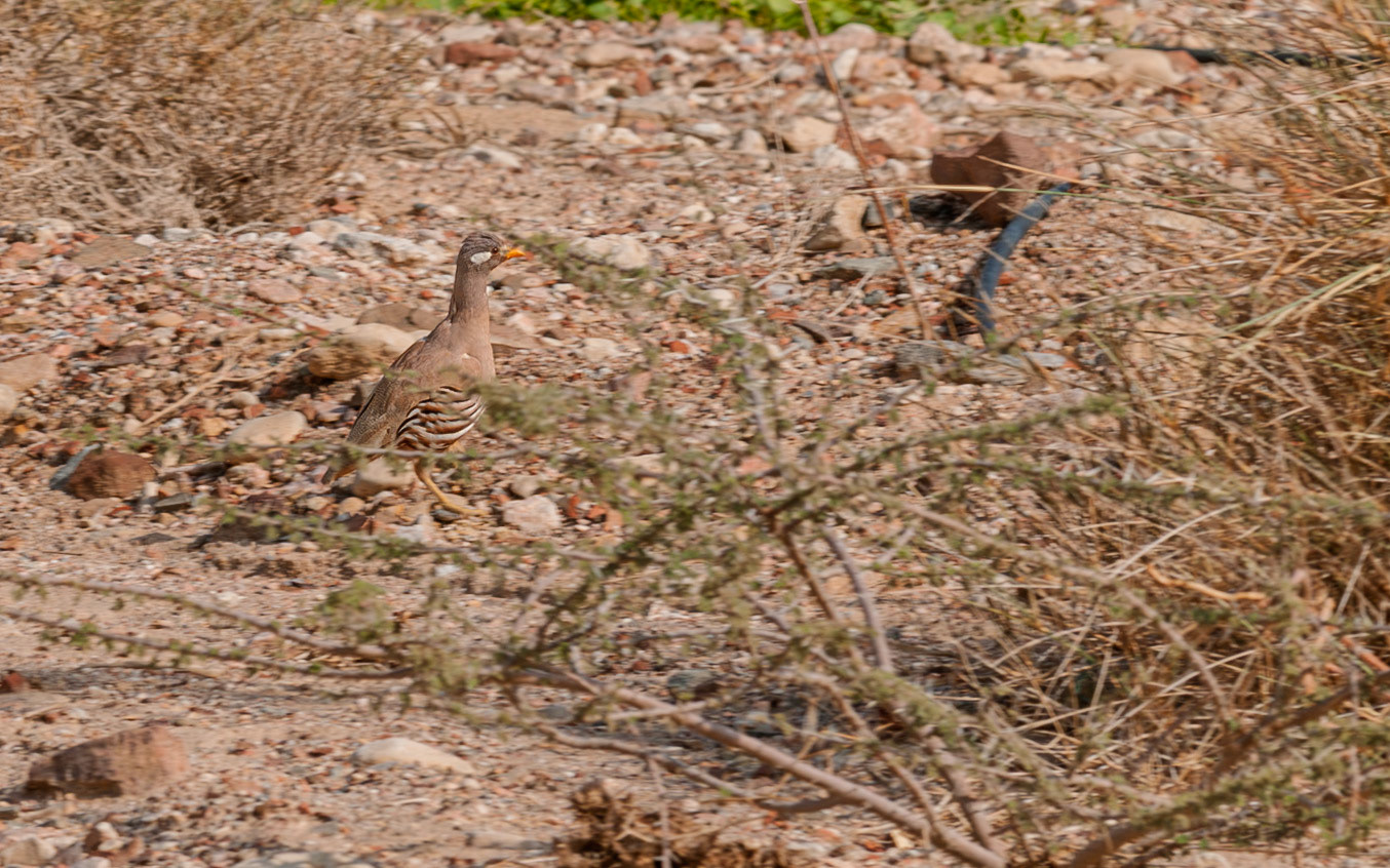 | Sand partridge (Ammoperdix heyi) | Holland Park | Eilat | Israel |
