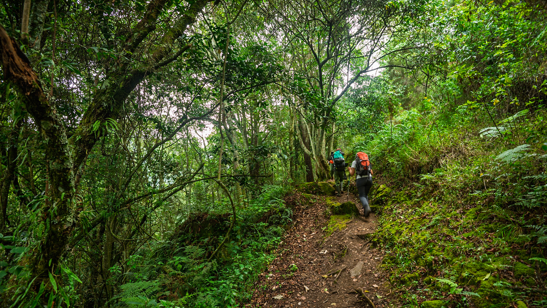 |  Rwenzori Mountains | Uganda |