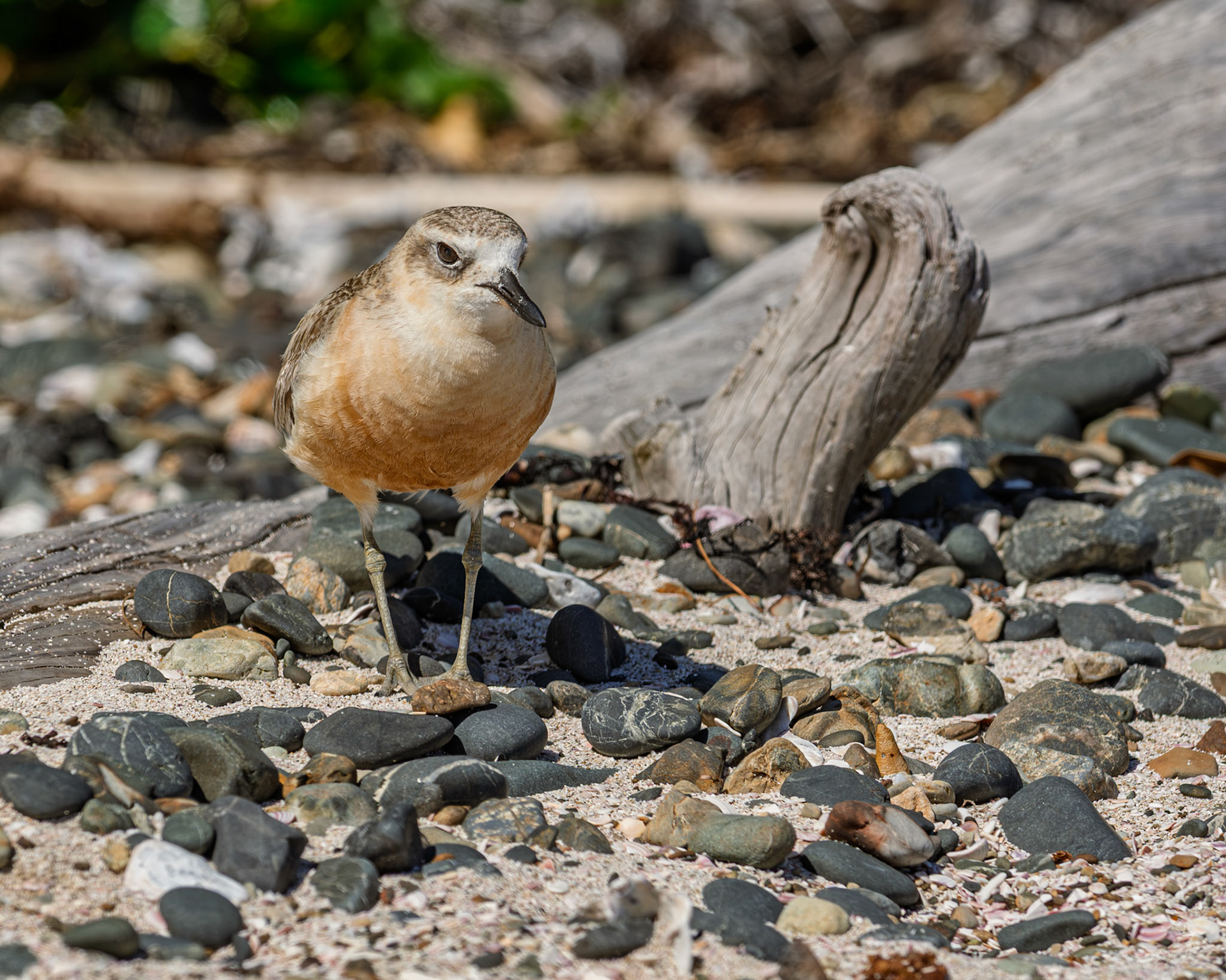 | New Zealand Dotterel, Tūturiwhatu, Pukunui, Kūkuruatu (Anarhynchus obscurus) | Tiritiri Matangi | North Island | New Zealand |