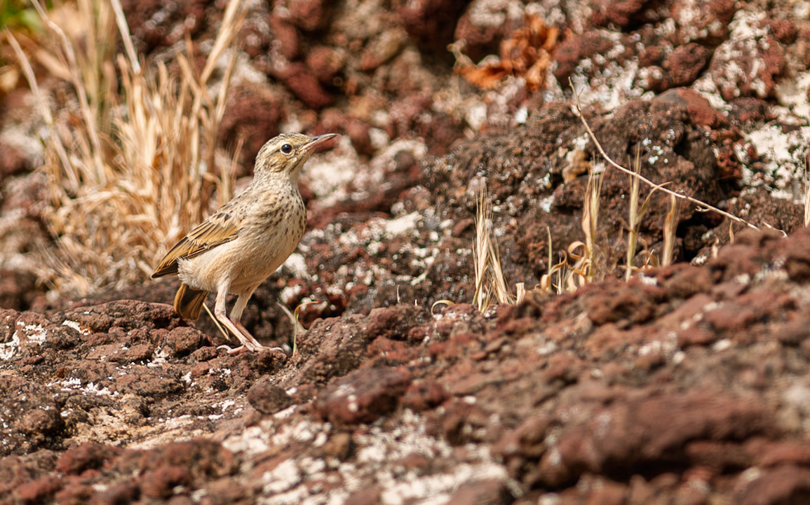 | Long-billed Pipit (Anthus similis) | Mount Gilboa | Beit She'an | Northern Israel | Israel |