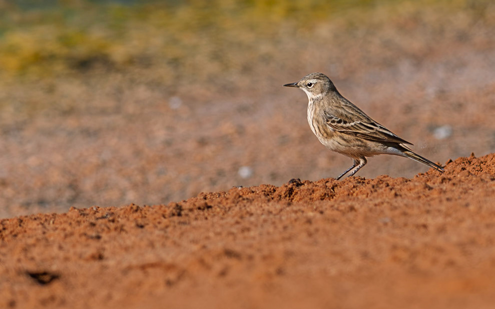 | Water pipit (Anthus spinoletta) | KM 19 Sewage Ponds | Southern Israel | Israel |