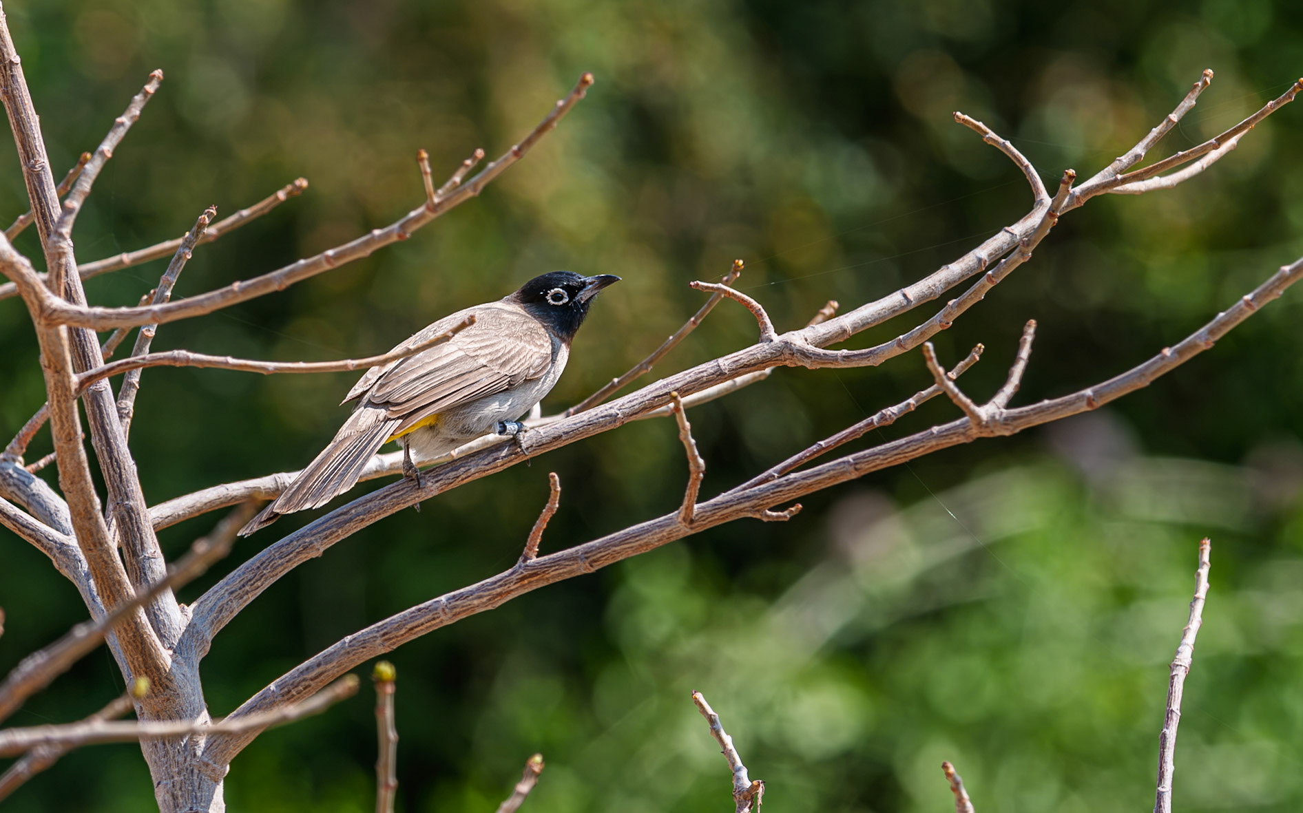 | White-spectacle Bulbul (Pycnonotus xanthopygos) | Holland Park | Eilat | Israel |