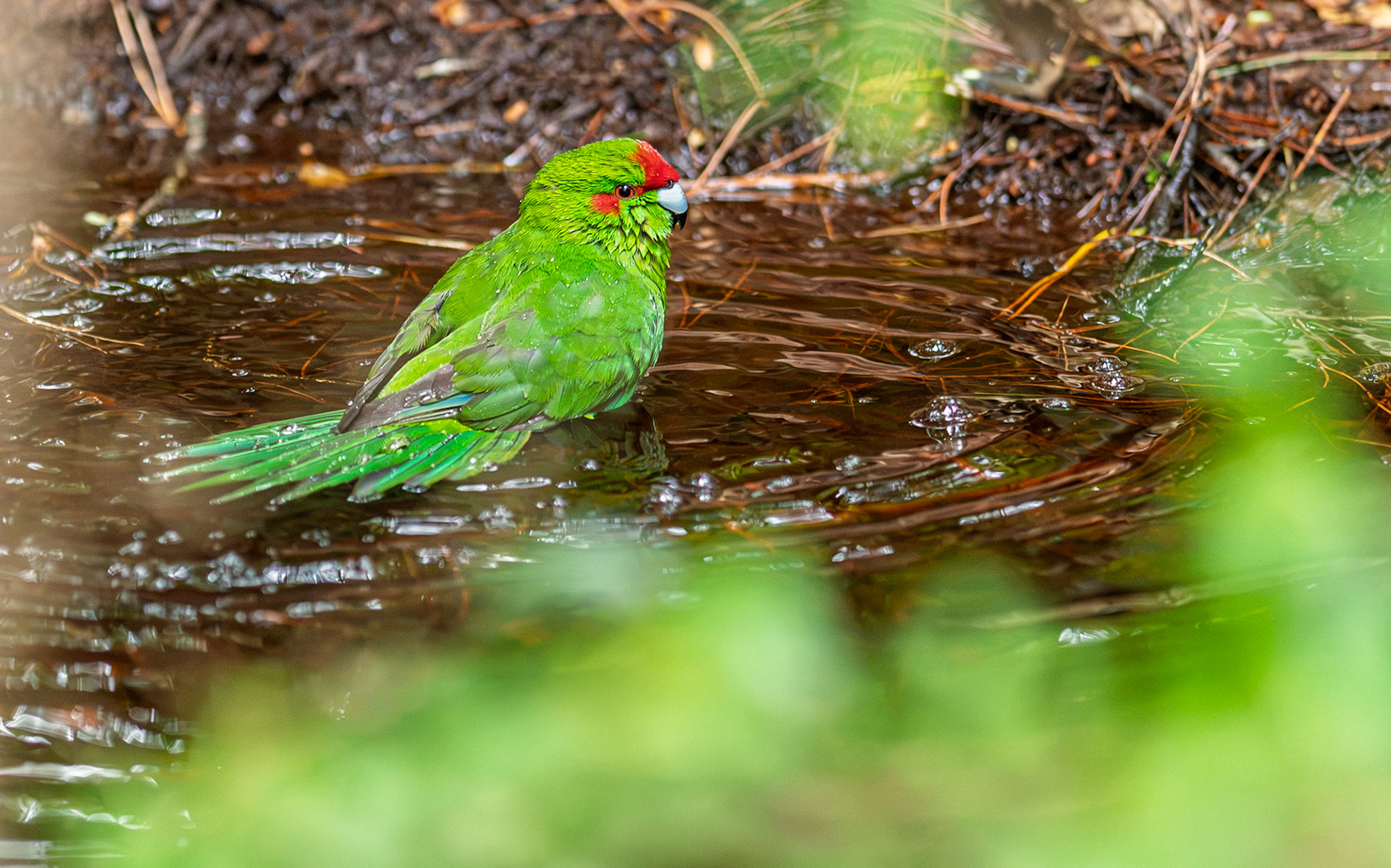 | Red-crowned Parakeet (Cyanoramphus novaezelandiae) | Stuart Island / Rakiura | South Island | New Zealand |