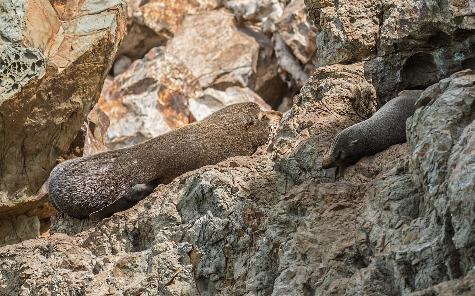 | New Zealand Fur Seal, Aotearoa (Arctocephalus forsteri) | Kaikoura | South Island | New Zealand |