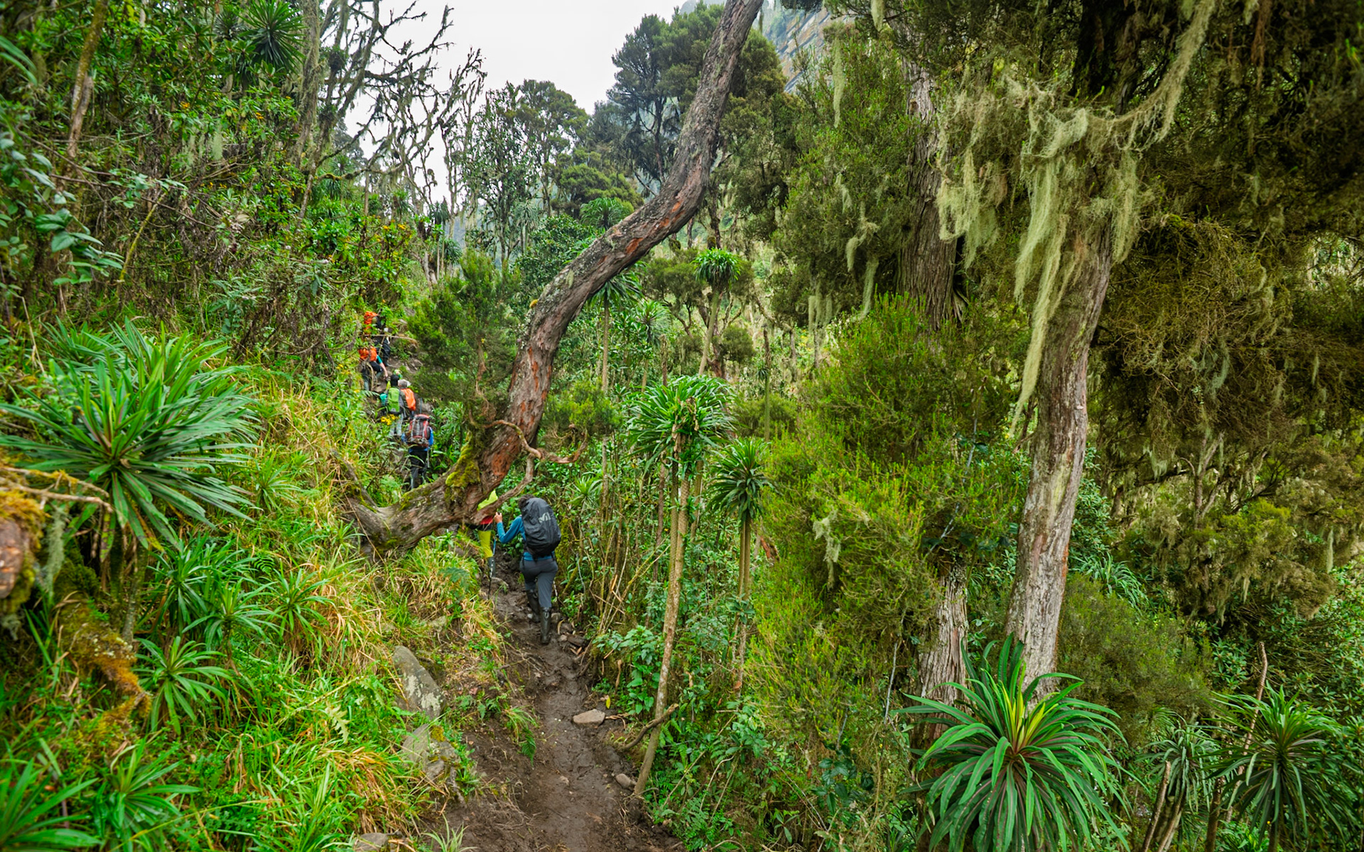 | Day 3. John Matte Hut (3.505 m) - Bujuku Hut (3.977 m) |  Rwenzori Mountains | Uganda | |  Rwenzori Mountains | Uganda |