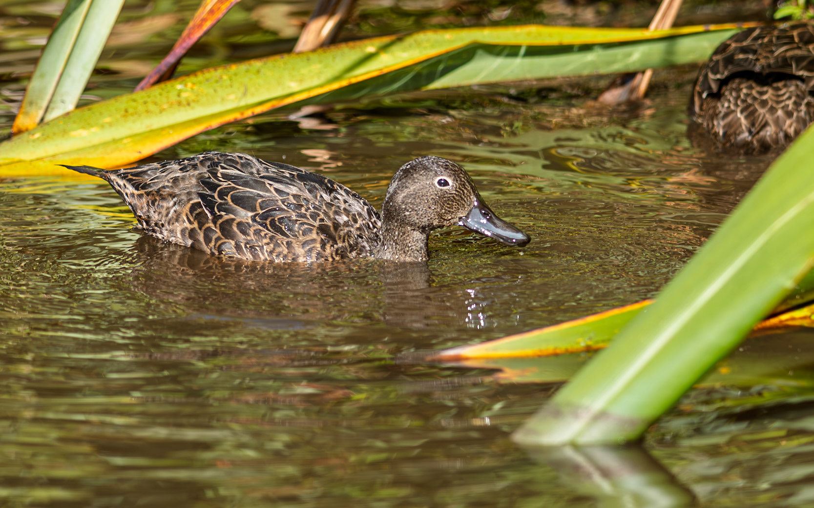 | Bown Teal, Pāteke (Anas chlorotis) | Tiritiri Matangi | North Island | New Zealand |