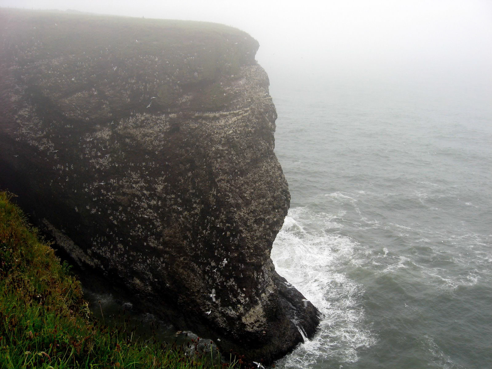 | Fowlsheugh RSPB Reserve | Scotland  | United Kingdom |