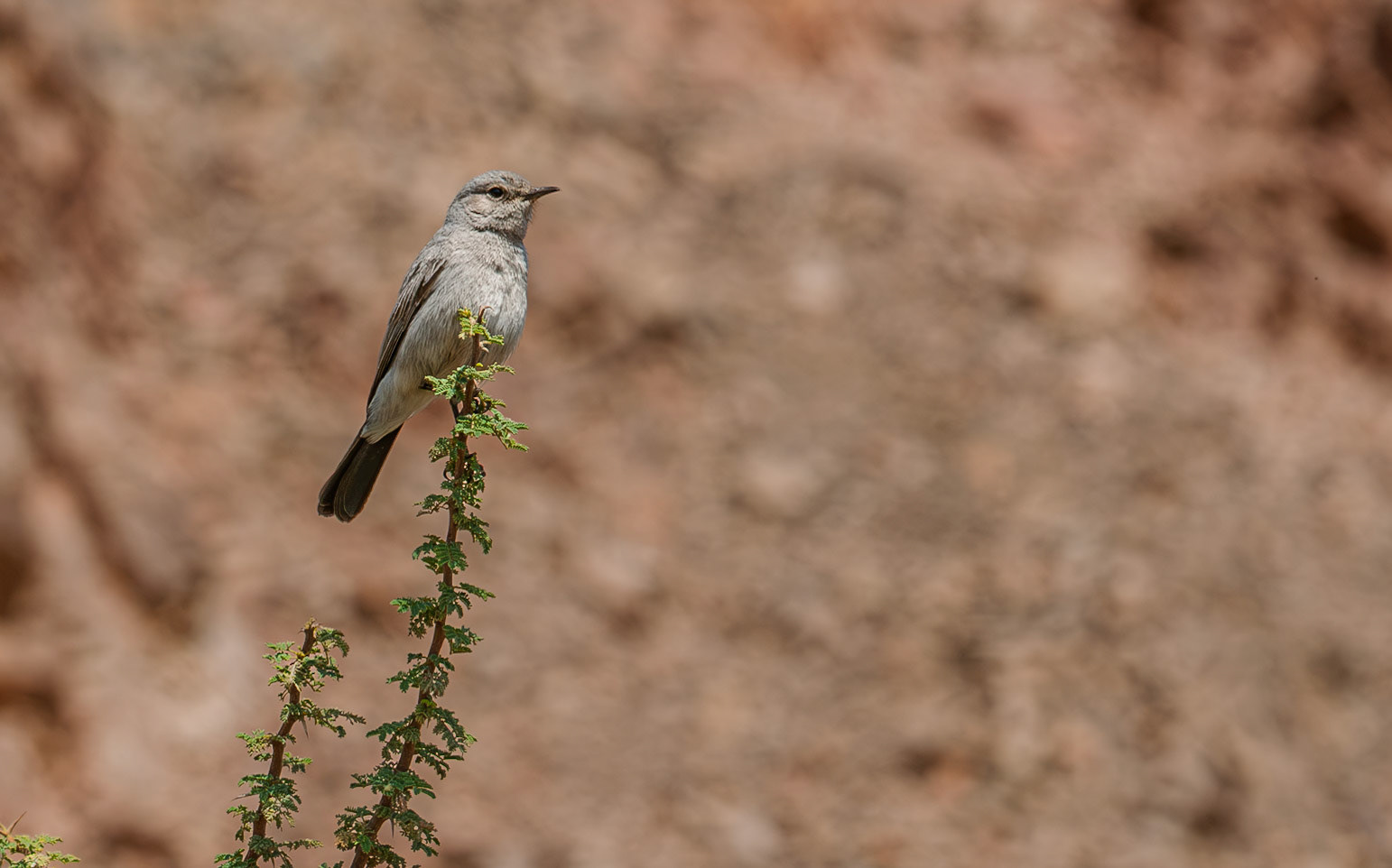 | Blackstart (Oenanthe melanura) | Har'ei Eilat | Eilat | Israel |