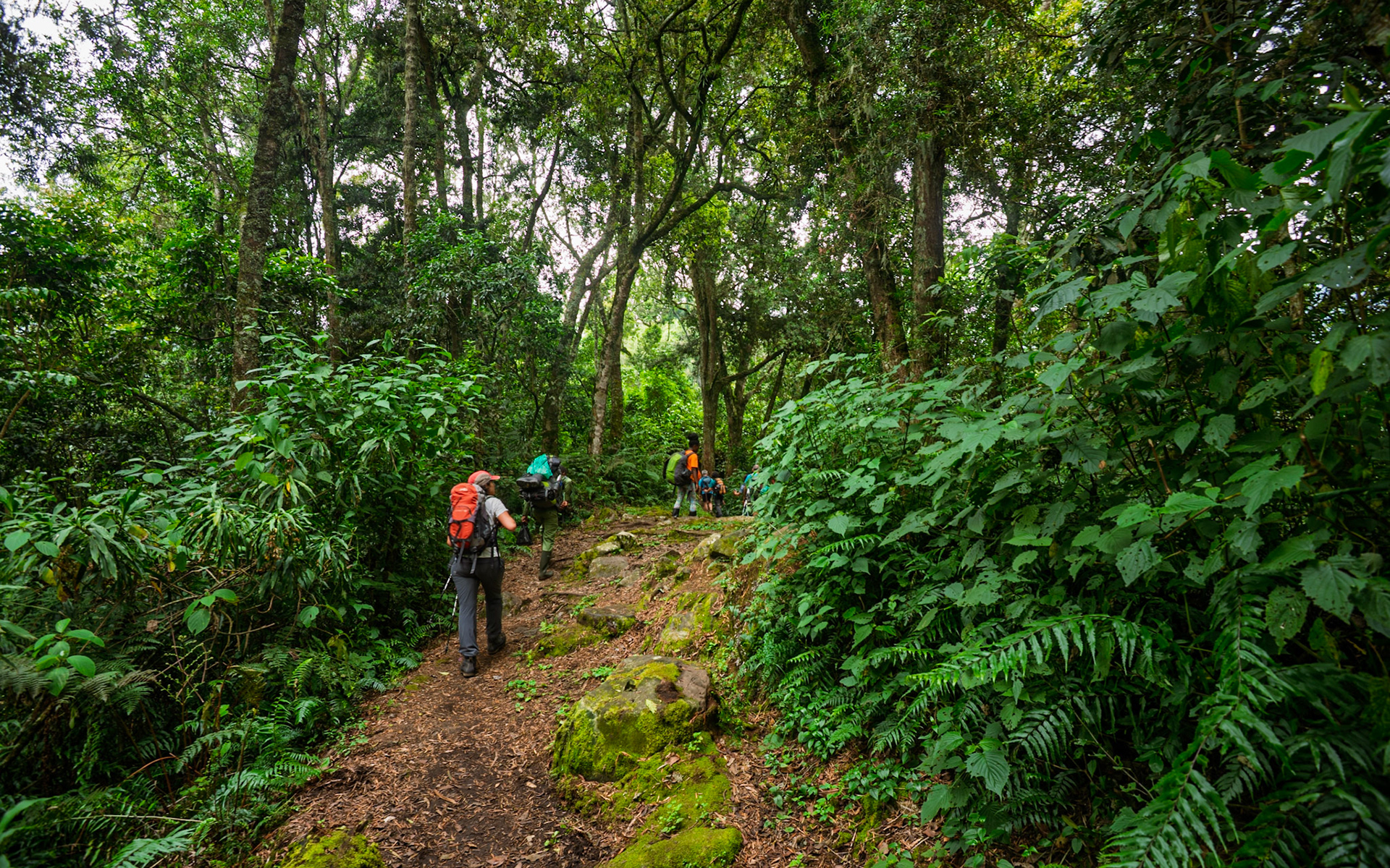 |  Rwenzori Mountains | Uganda |