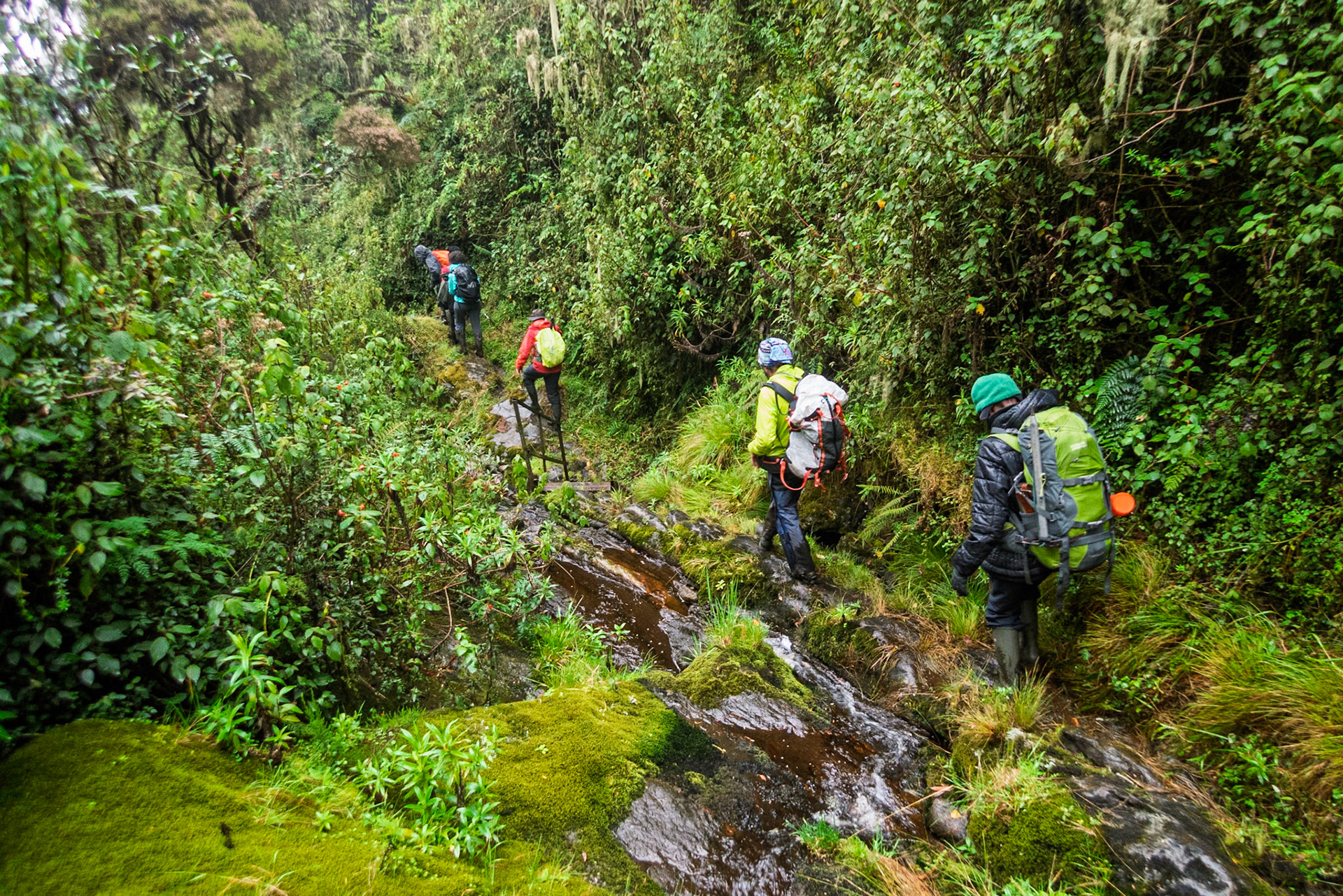 | Day 7. Guy Yeoman (3.505 m) - Trailhead |  Rwenzori Mountains | Uganda |  Rwenzori Mountains | Uganda |