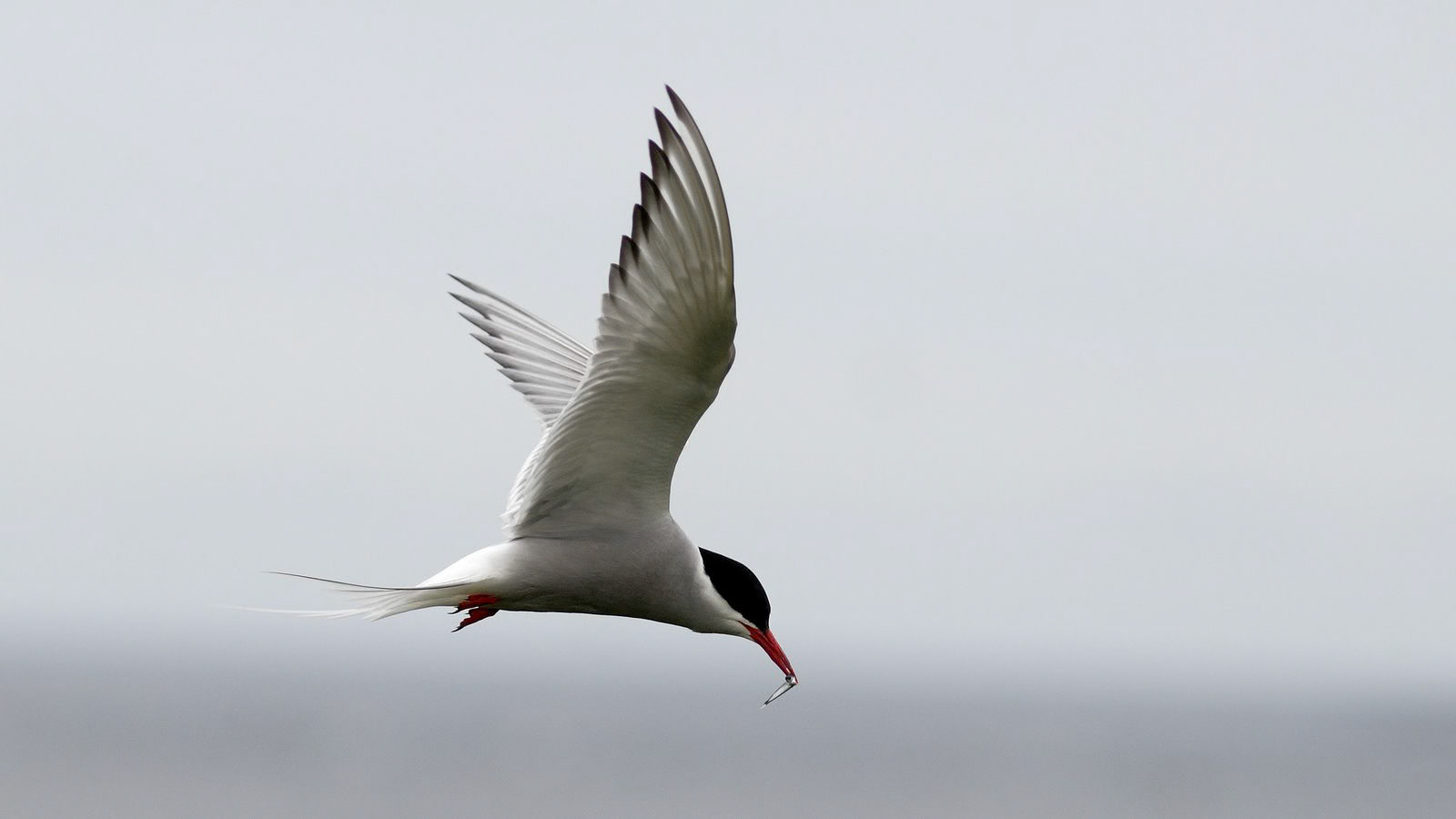 | Arctic tern (Sterna paradisaea) | Farne Islands | Northumbria | United Kingdom |