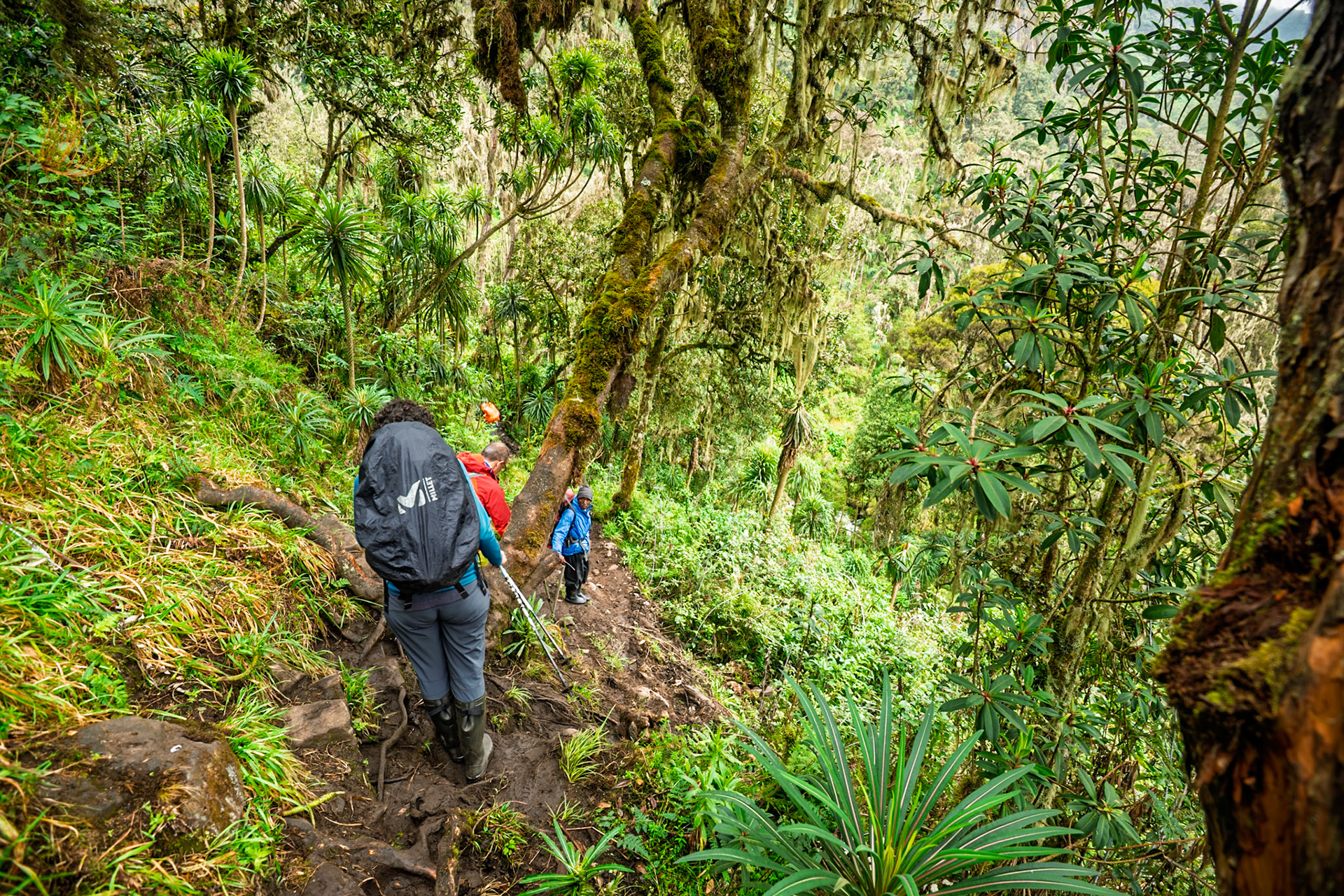 | Day 3. John Matte Hut (3.505 m) - Bujuku Hut (3.977 m) |  Rwenzori Mountains | Uganda | |  Rwenzori Mountains | Uganda |