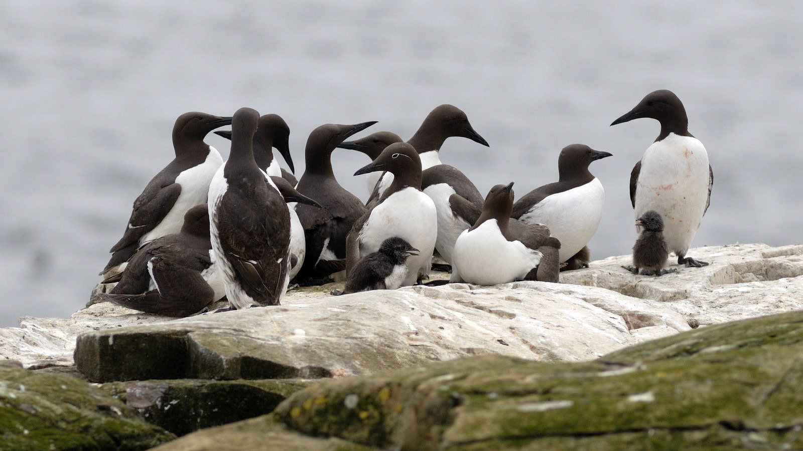 | Common guillemot (Uria aalge) | Farne Islands | Northumbria | United Kingdom |