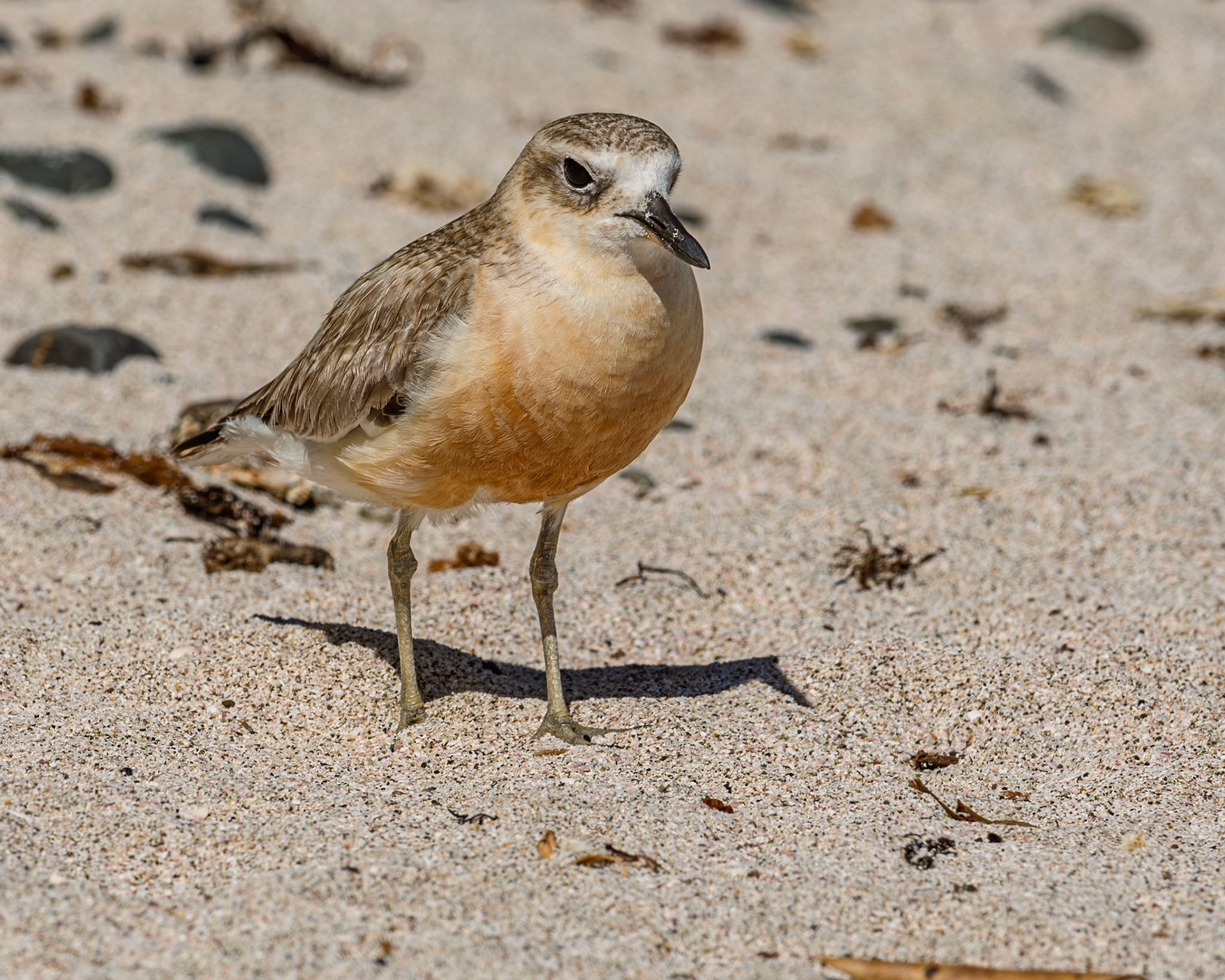 | New Zealand Dotterel, Tūturiwhatu, Pukunui, Kūkuruatu (Anarhynchus obscurus) | Tiritiri Matangi | North Island | New Zealand |