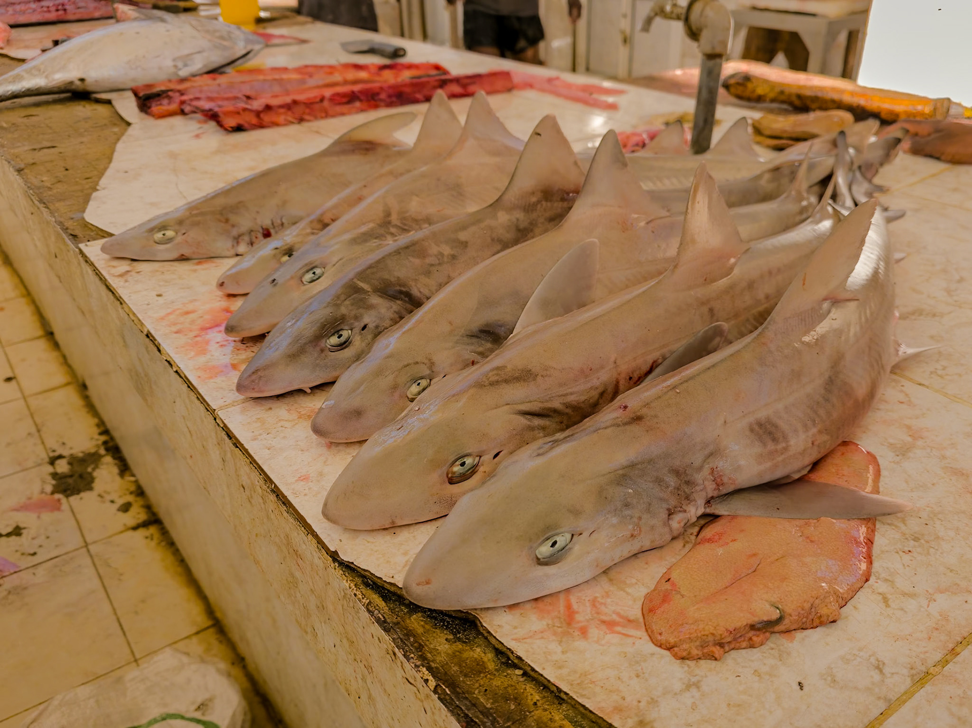 Hadiboh fish market.