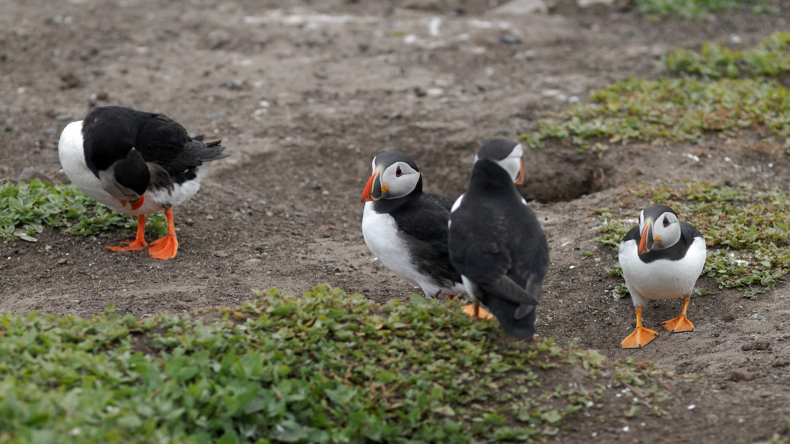 | Atlantic puffin (Fratercula arctica) | Farne Islands | Northumbria | United Kingdom |