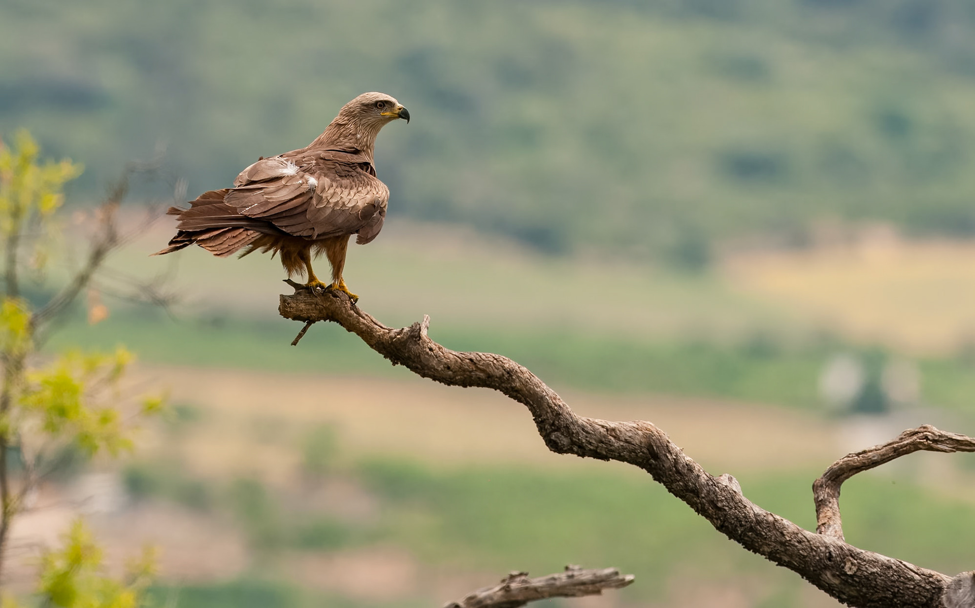 | Black Kite (Milvus migrans) | Conca de Tremp | Catalonia |