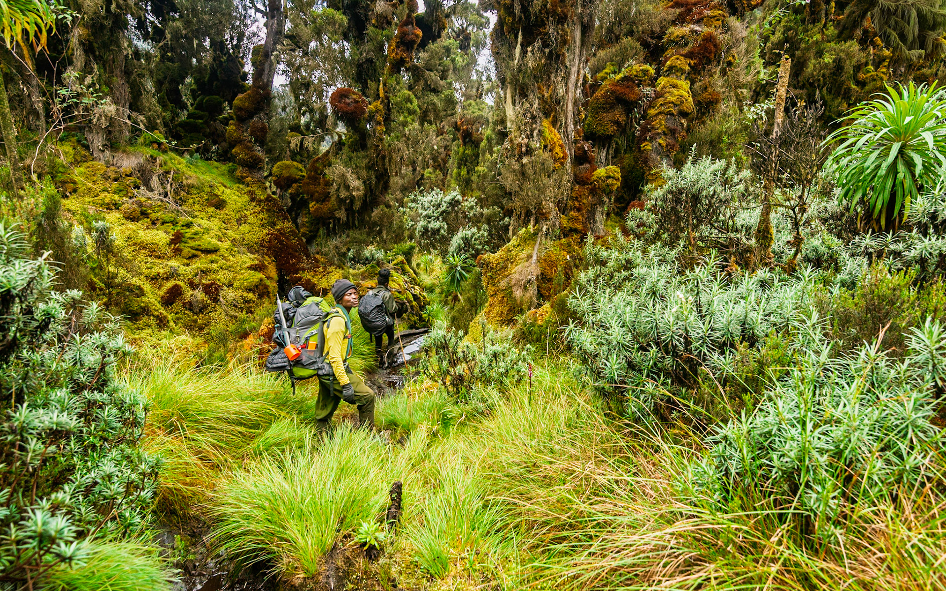 | Day 6. Kitandara Hut (4.023 m) - Guy Yeoman (3.505 m) |  Rwenzori Mountains | Uganda |  Rwenzori Mountains | Uganda |