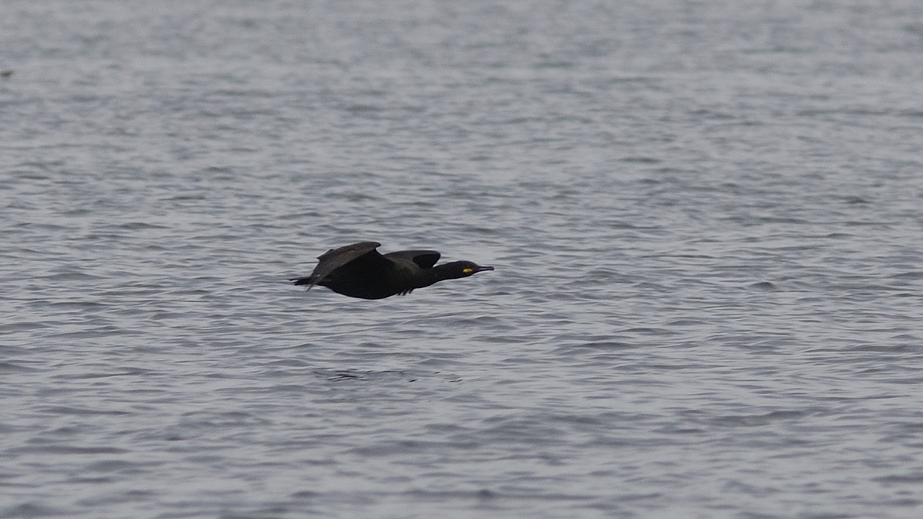 | European Shag (Gulosos aristotelis) | Farne Islands | Northumbria | United Kingdom |