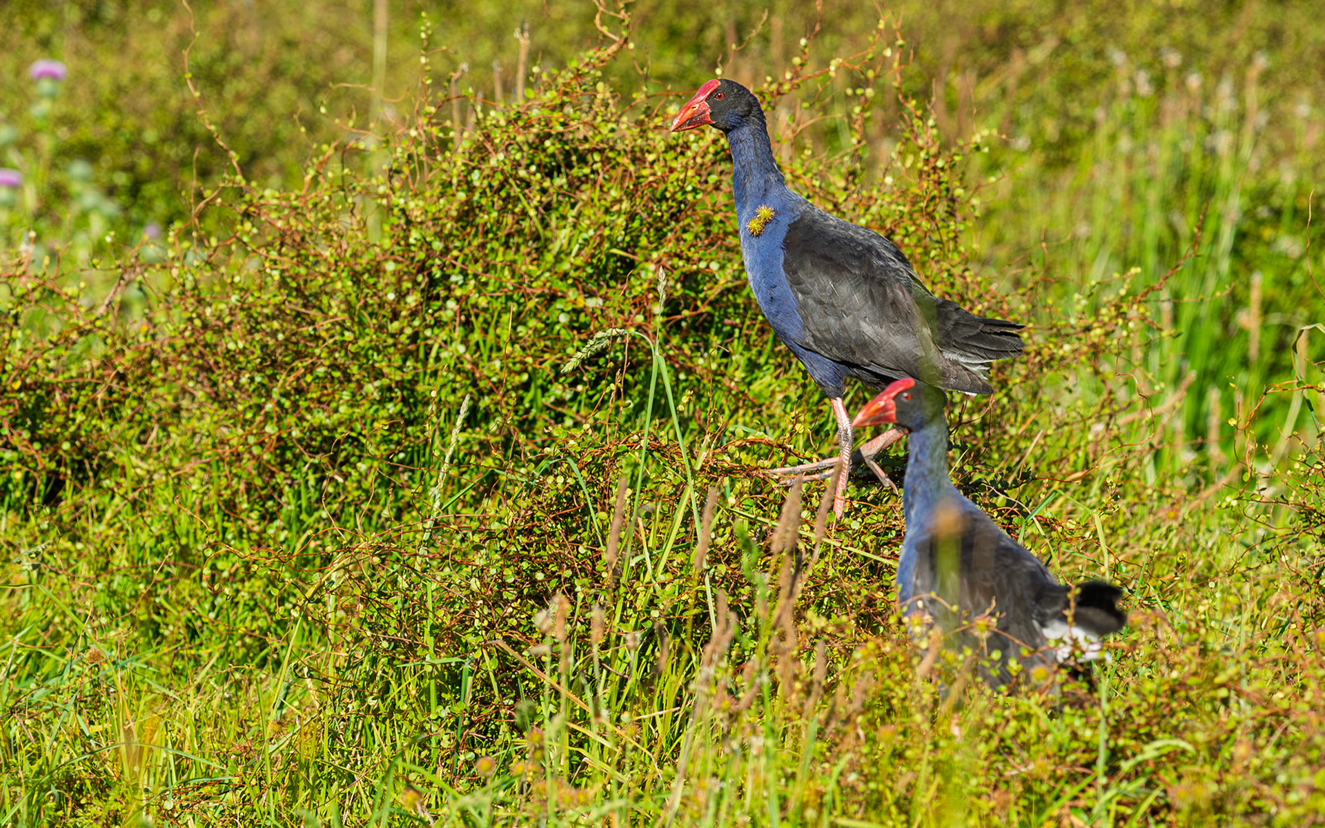 | Australasian Samphen, Pūkeko (Porphyrio melanotus) | Tiritiri Matangi | North Island | New Zealand |