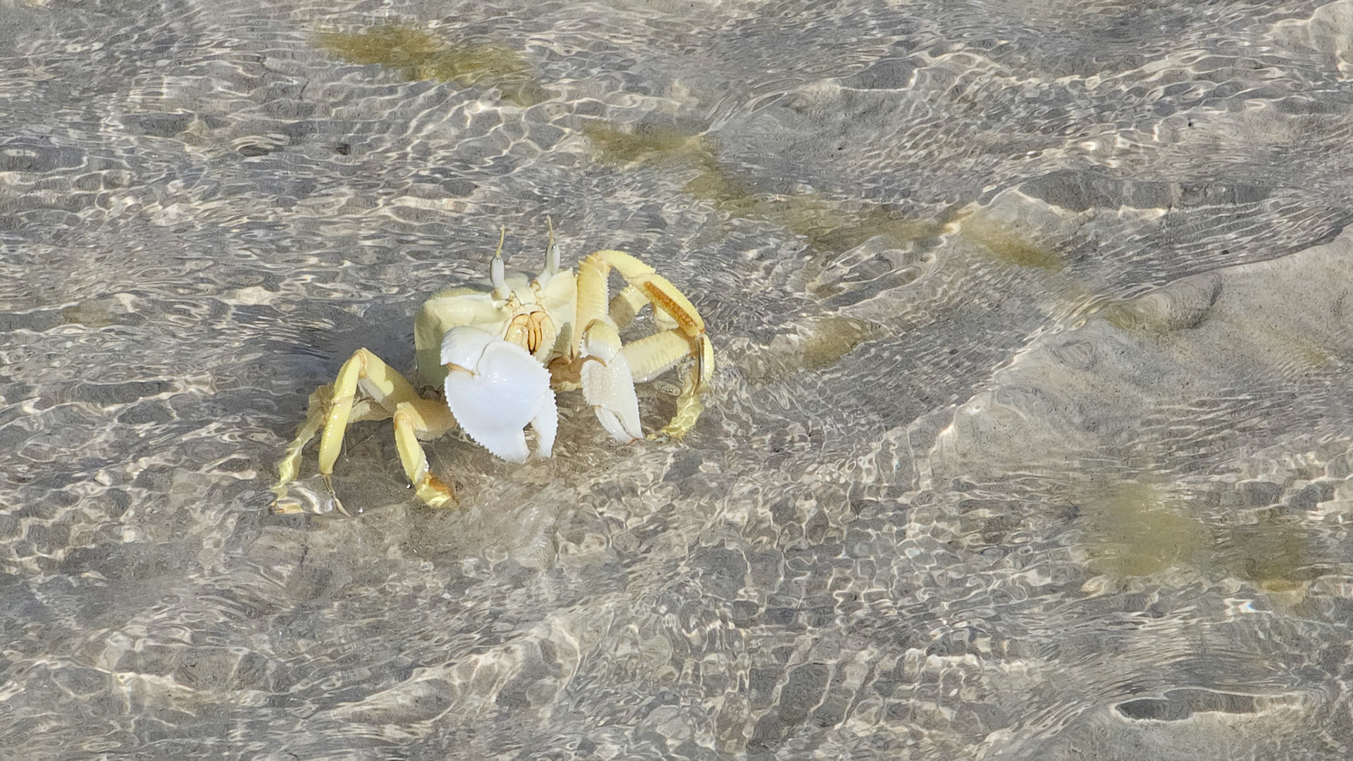 Arabian Ghost Crab (Ocypode saratan)