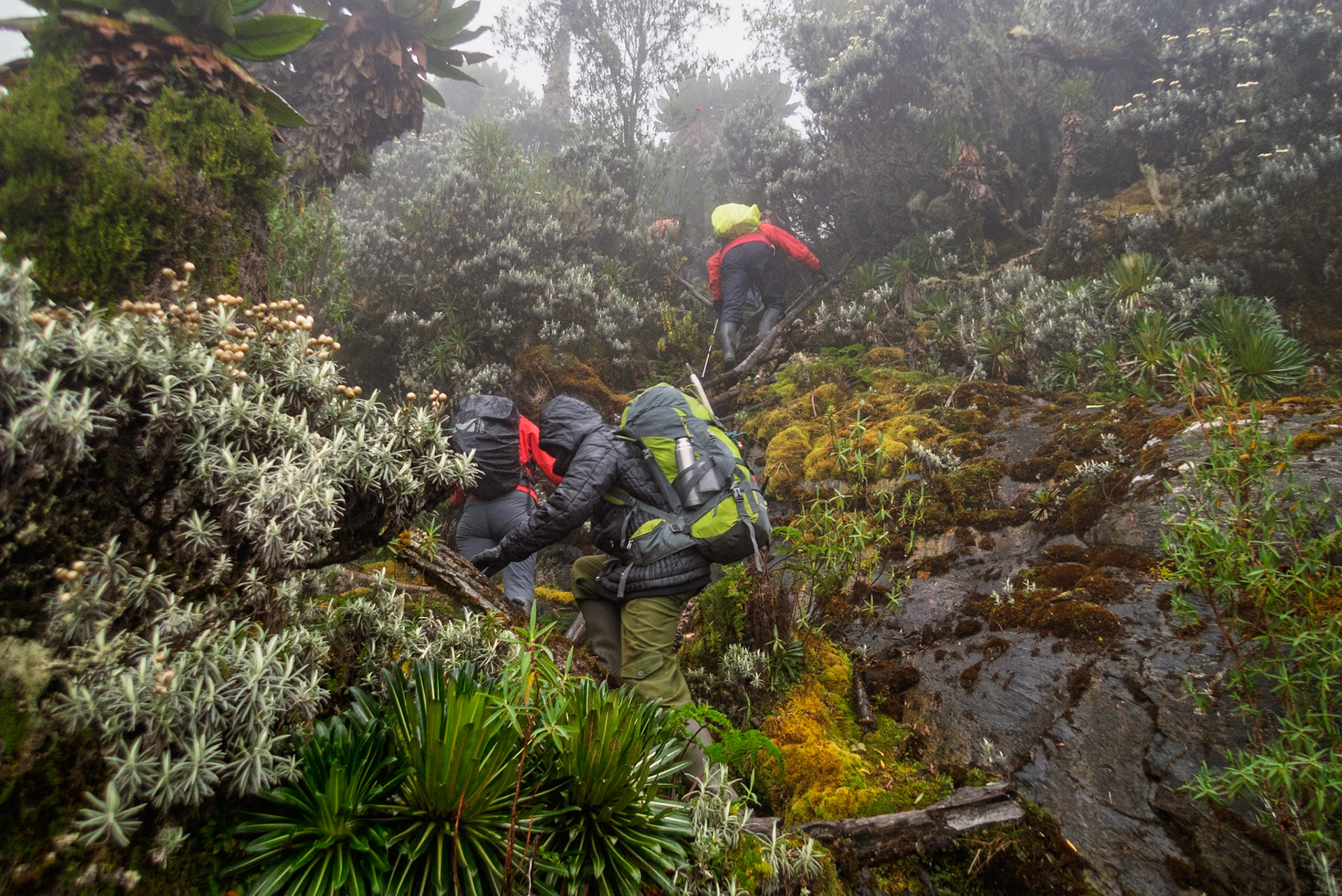 | Day 6. Kitandara Hut (4.023 m) - Guy Yeoman (3.505 m) |  Rwenzori Mountains | Uganda |  Rwenzori Mountains | Uganda |