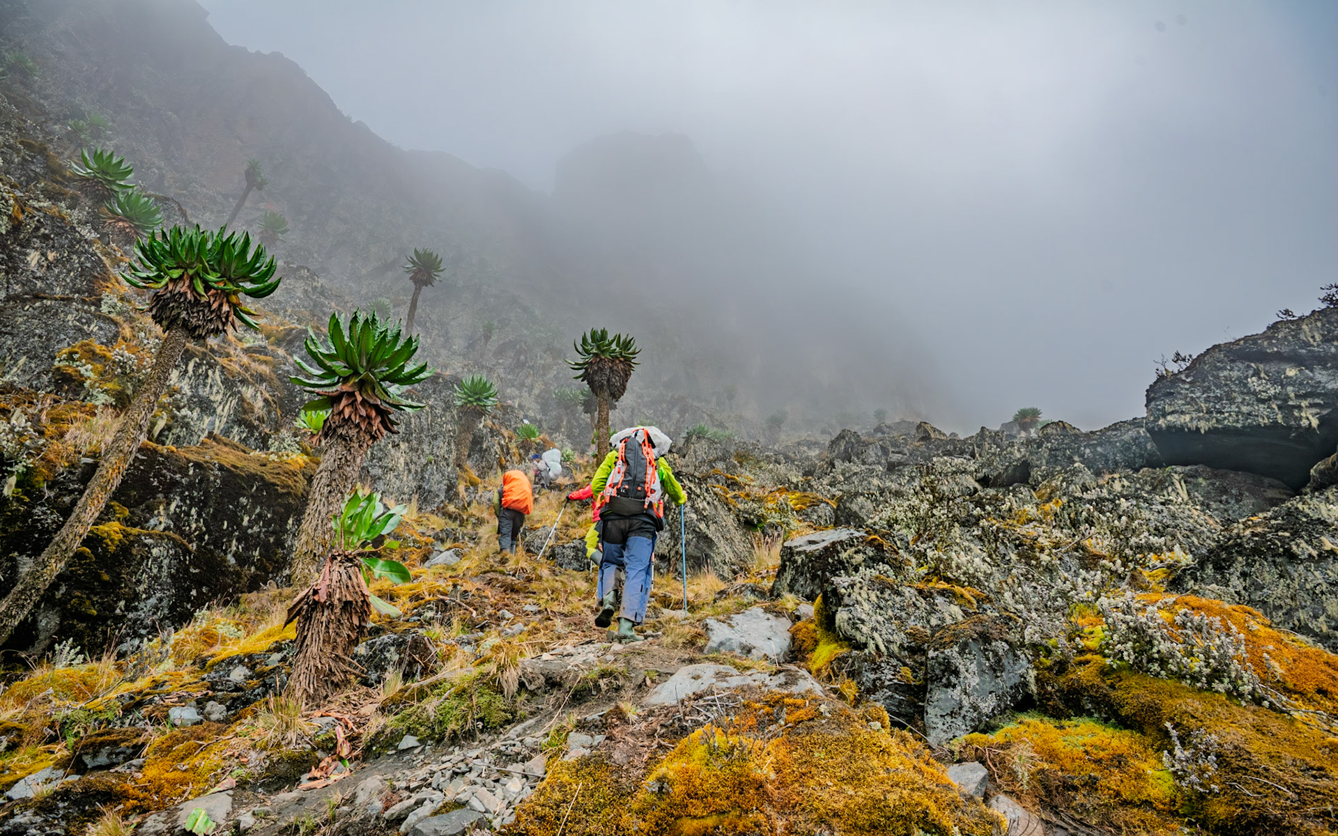 | Day 4. Bujuku Hut (3.977 m) - Elena Hut (4,541 m) |  Rwenzori Mountains | Uganda |  Rwenzori Mountains | Uganda |