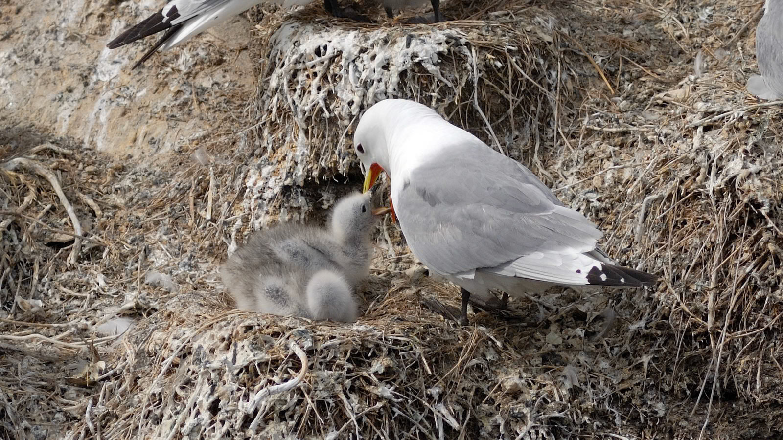 |Kittiwake (Rissa tridactyla) | Farne Islands | Northumbria | United Kingdom |