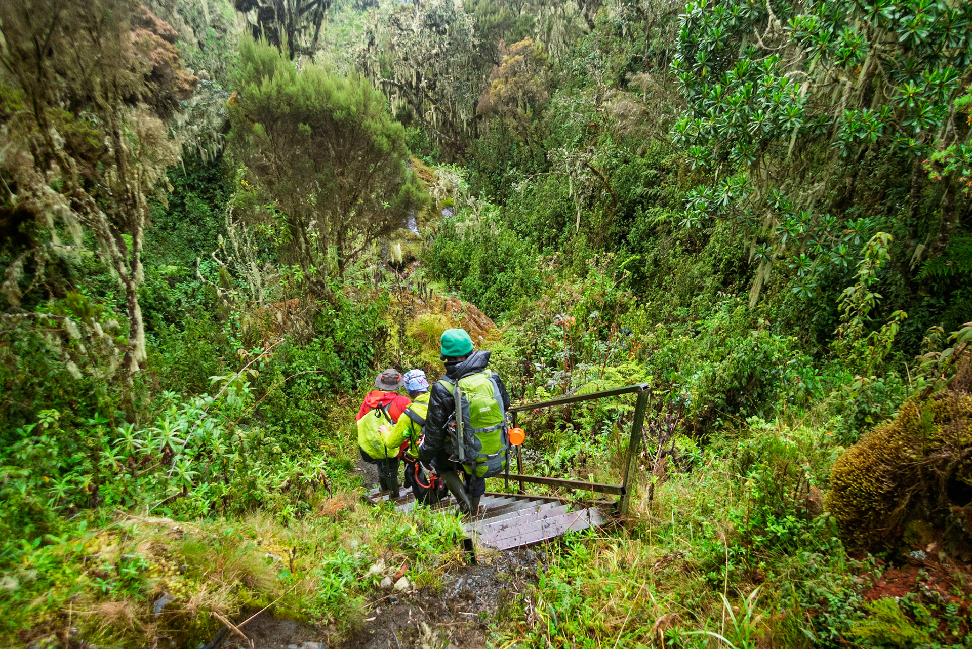 | Day 7. Guy Yeoman (3.505 m) - Trailhead |  Rwenzori Mountains | Uganda |  Rwenzori Mountains | Uganda |