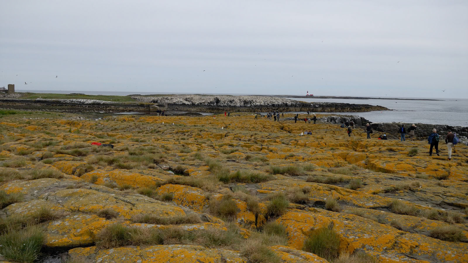 | Farne Islands | Northumbria | United Kingdom |