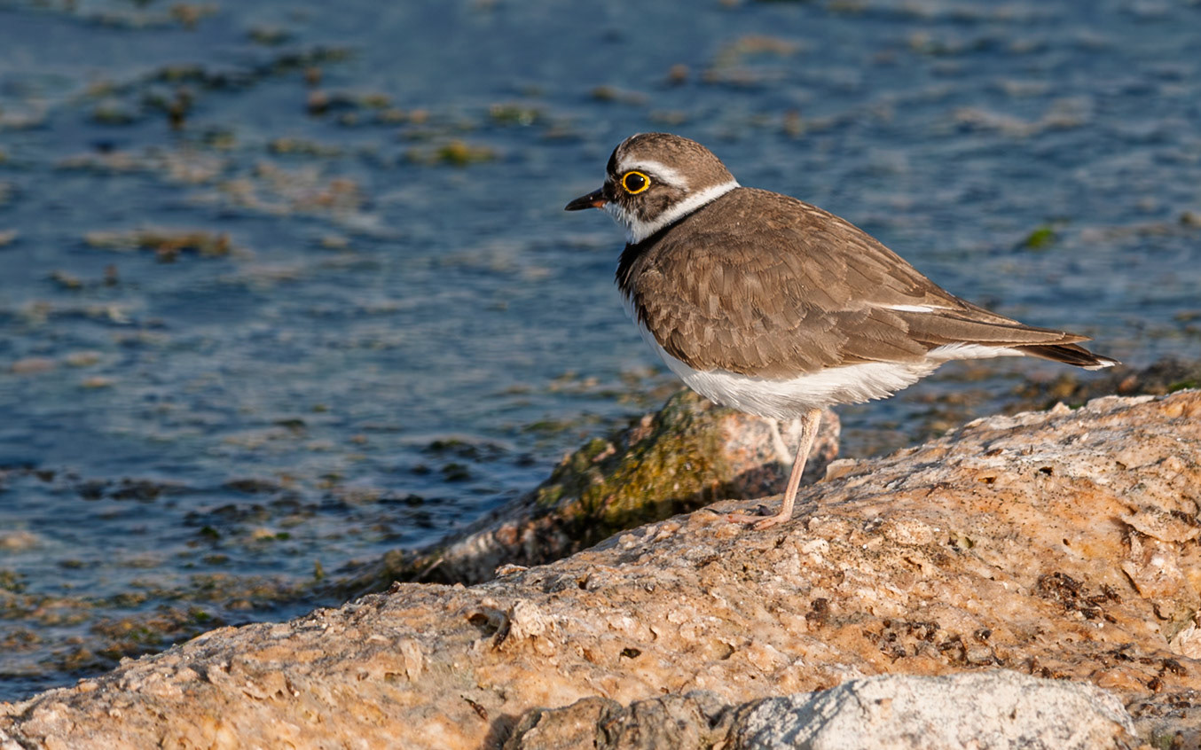 | Little ringed plover (Thinornis dubius) | Eilat Bird Sanctuary | Eilat | Israel |