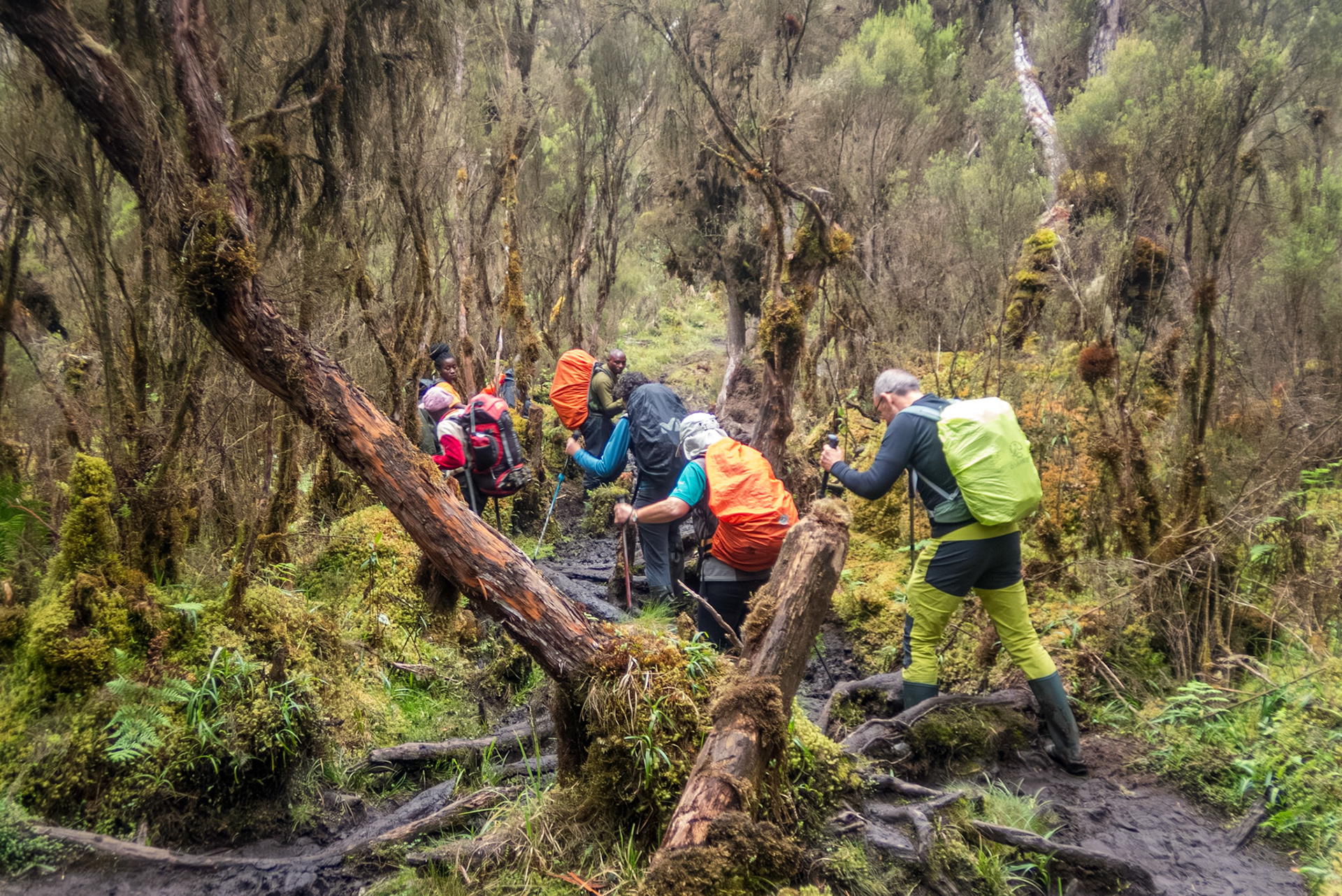 | Day 2. Nyabitabe Camp (2.651 m) - John Matte Hut (3.505 m) |  Rwenzori Mountains | Uganda | |  Rwenzori Mountains | Uganda |