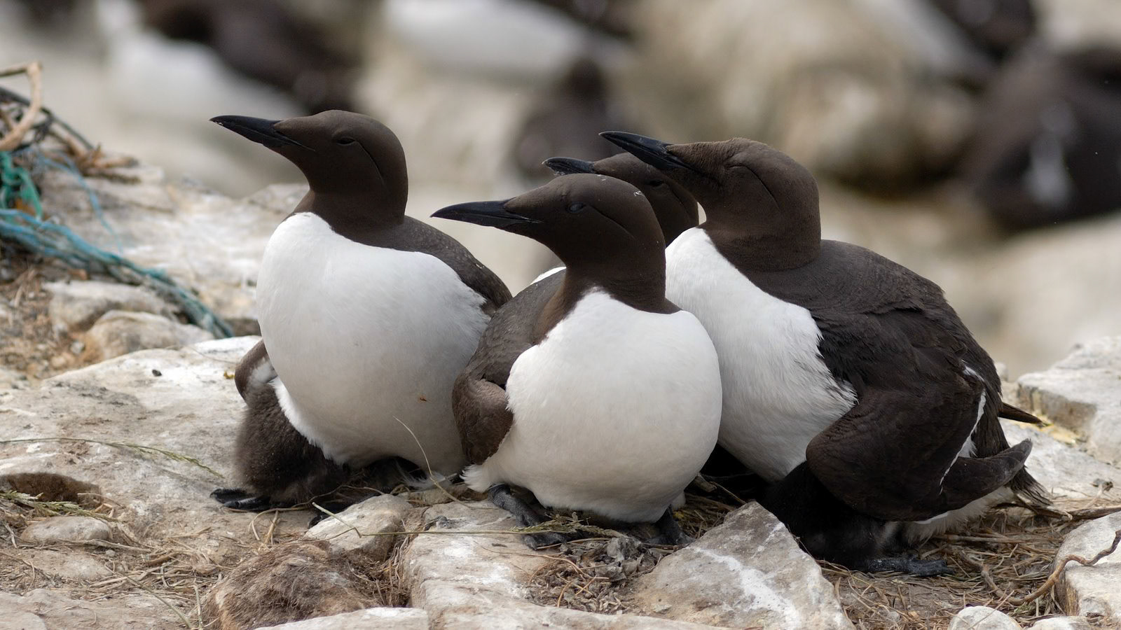| Common guillemot (Uria aalge) | Farne Islands | Northumbria | United Kingdom |