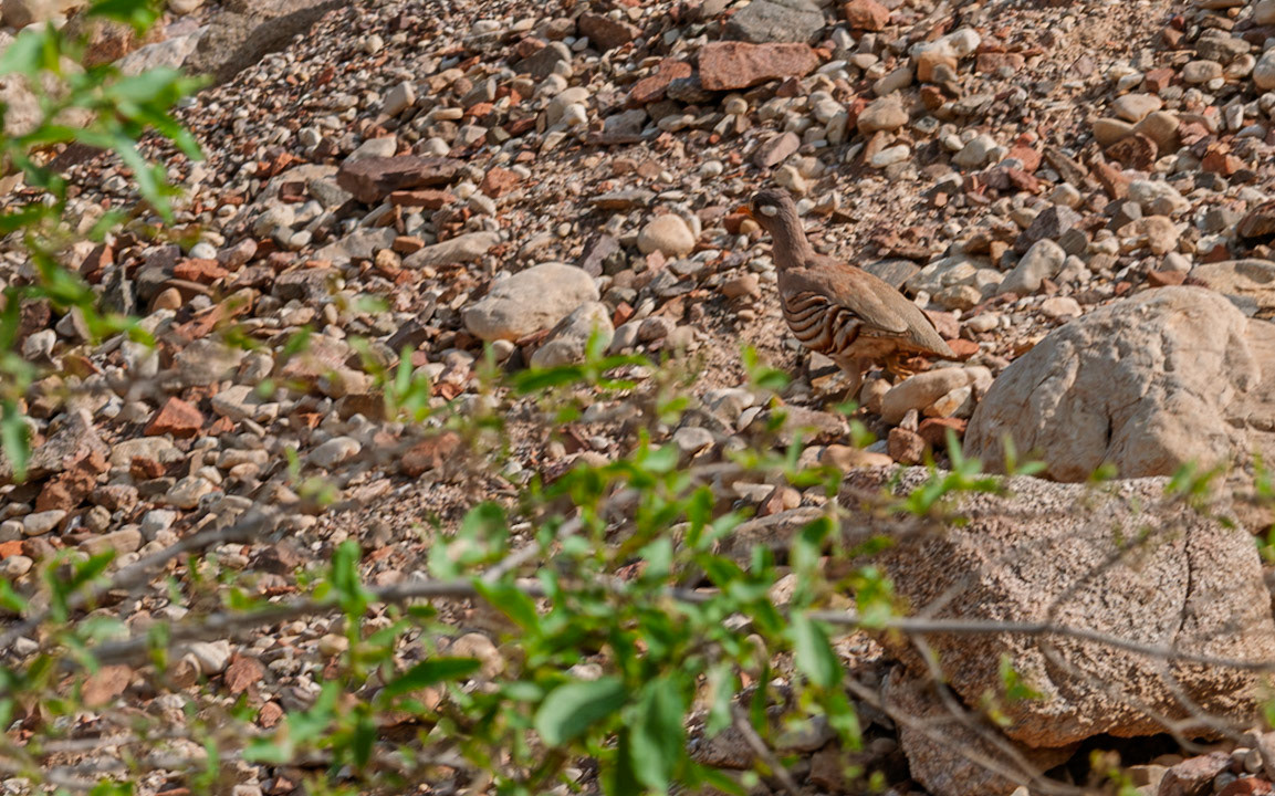 | Sand partridge (Ammoperdix heyi) | Holland Park | Eilat | Israel |