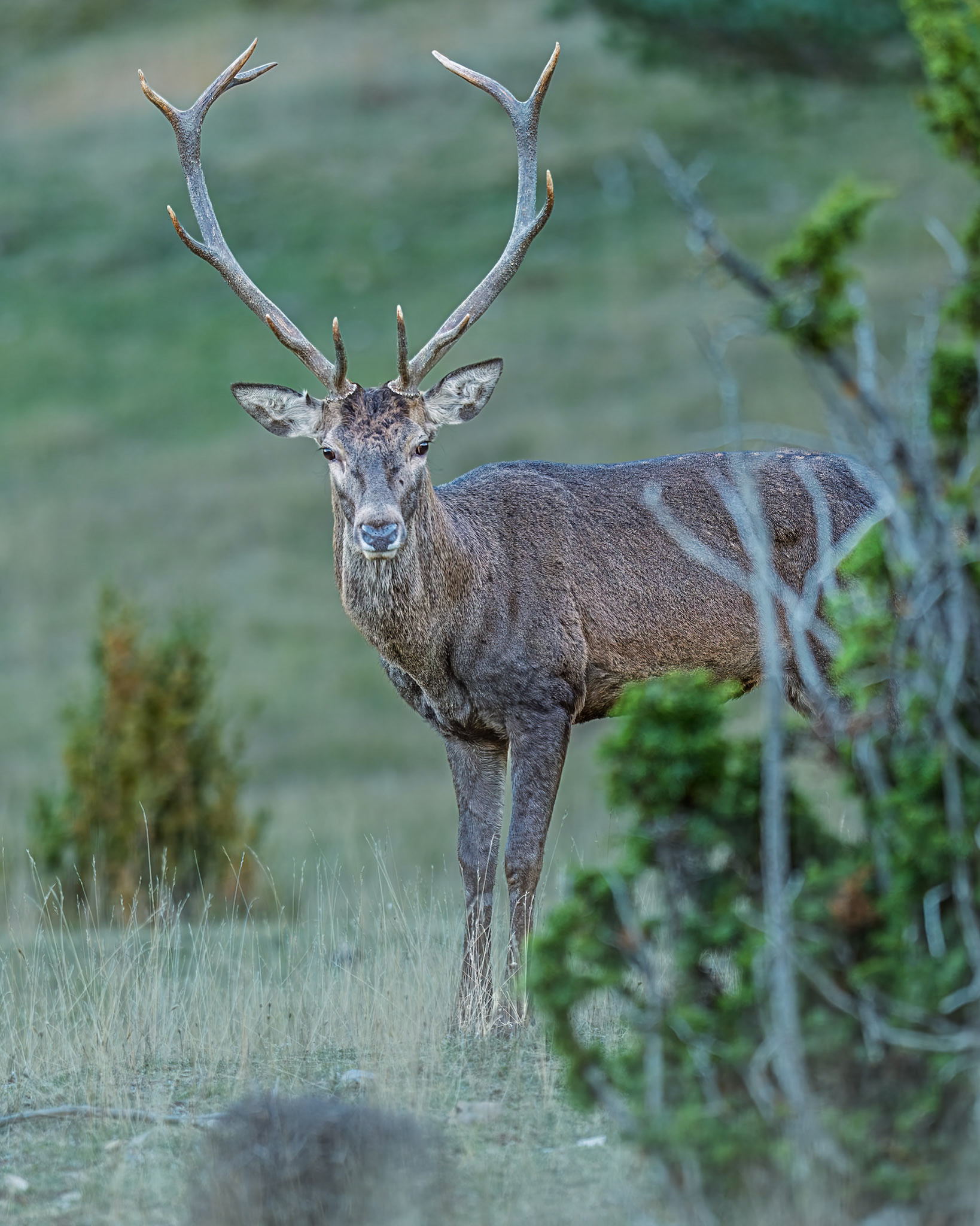 | Red Deer (Cervus elaphus) | Boumort | Catalunya |