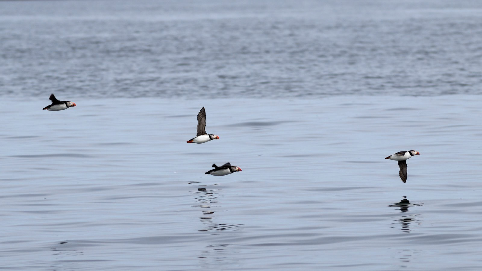 | Atlantic puffin (Fratercula arctica) | Farne Islands | Northumbria | United Kingdom |