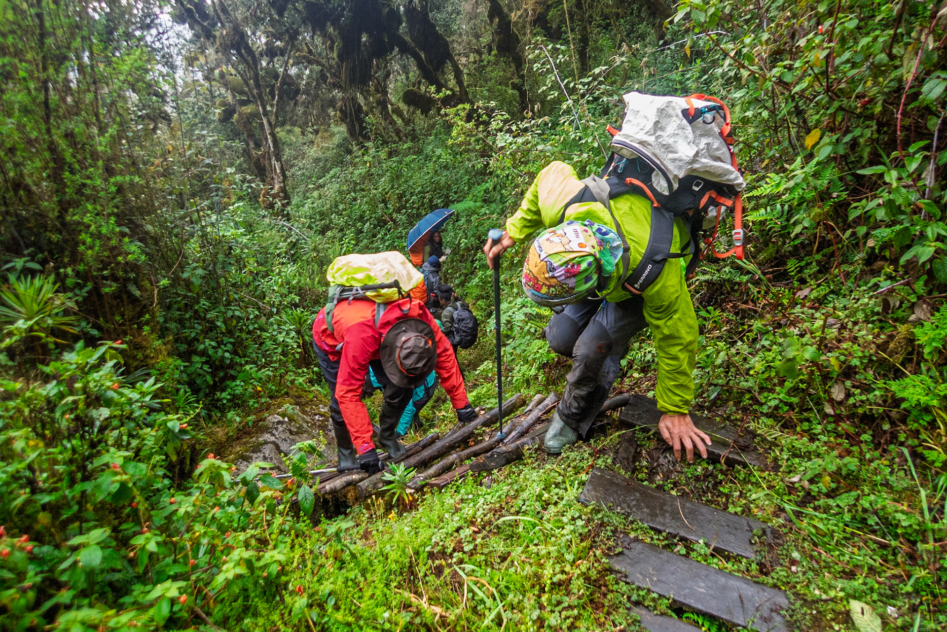 | Day 7. Guy Yeoman (3.505 m) - Trailhead |  Rwenzori Mountains | Uganda |  Rwenzori Mountains | Uganda |